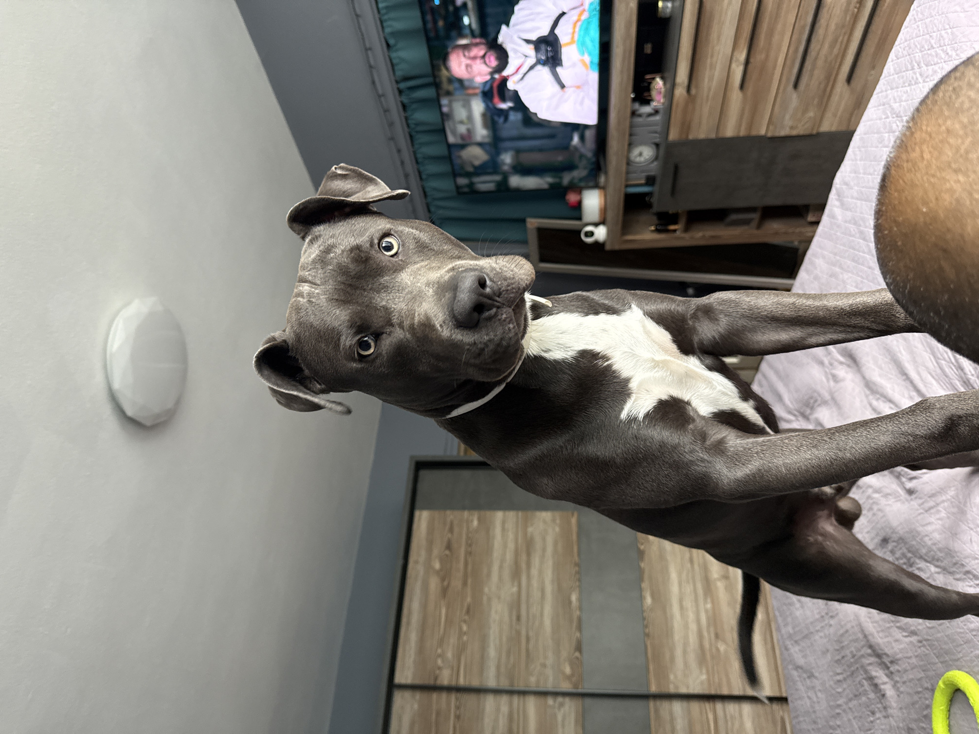 A gray pit bull dog stands on a bed in a bedroom, looking directly at the camera. The dog has a white chest marking and light-colored eyes. In the background, a television displays an image of a man wearing a white protective suit. The room also contains a wooden wardrobe and a dresser. The scene is set in an urban environment, likely Varna, Bulgaria, suggested by the visible television content and general interior design.
