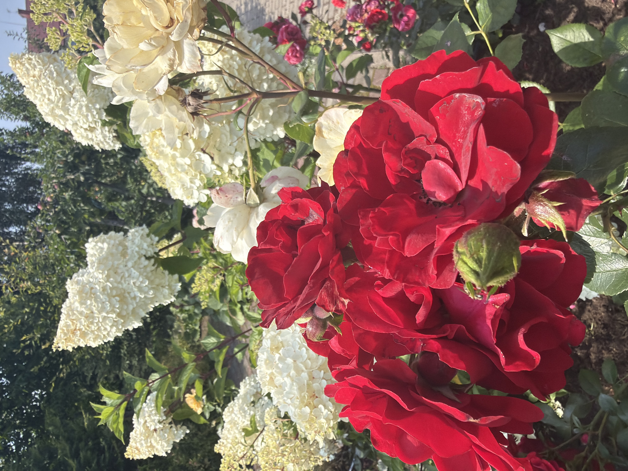 The image shows a close-up view of red roses in the foreground, with a blurred background of white hydrangeas and green foliage. The roses are in full bloom and appear to be a deep, velvety red. Some of the petals are slightly wilted, indicating they may have been in bloom for some time. A small green bud is visible on one of the rose stems. Behind the roses, large clusters of white hydrangeas are partially visible, their delicate florets creating a soft, frothy texture. The overall impression is one of a lush and vibrant garden. The image does not contain any elements that would allow for the identification of its specific location within the city of Ladushkin, Russia.