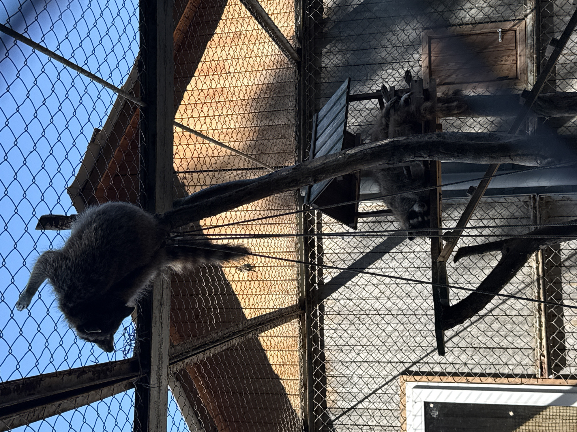 The image depicts a raccoon enclosure at a zoo or wildlife park, likely within the Буйніцкі сельскі Савет, Belarus, as indicated by the provided context, although this specific location cannot be confirmed from the image itself. The enclosure features a wire mesh roof and walls, with wooden structures and branches providing climbing and resting areas for the raccoons.
In the foreground, a single raccoon is perched precariously on a vertical branch, its body arched and its hind legs extended, suggesting dynamic movement or a relaxed posture. Its fur is dark gray and appears thick. A second raccoon is visible lower down, resting on a wooden platform that resembles a feeding station or shelter. This raccoon is curled up, with its head resting on its paws.
The enclosure's construction includes metal supports for the roof and walls. Sunlight filters through the mesh, creating dappled shadows on the wooden interior walls. A small, closed wooden door is mounted on one of the walls. The overall environment appears to be an artificial habitat designed for animal enrichment and containment. The image is taken during daylight hours, with a clear blue sky visible through the mesh roof.
