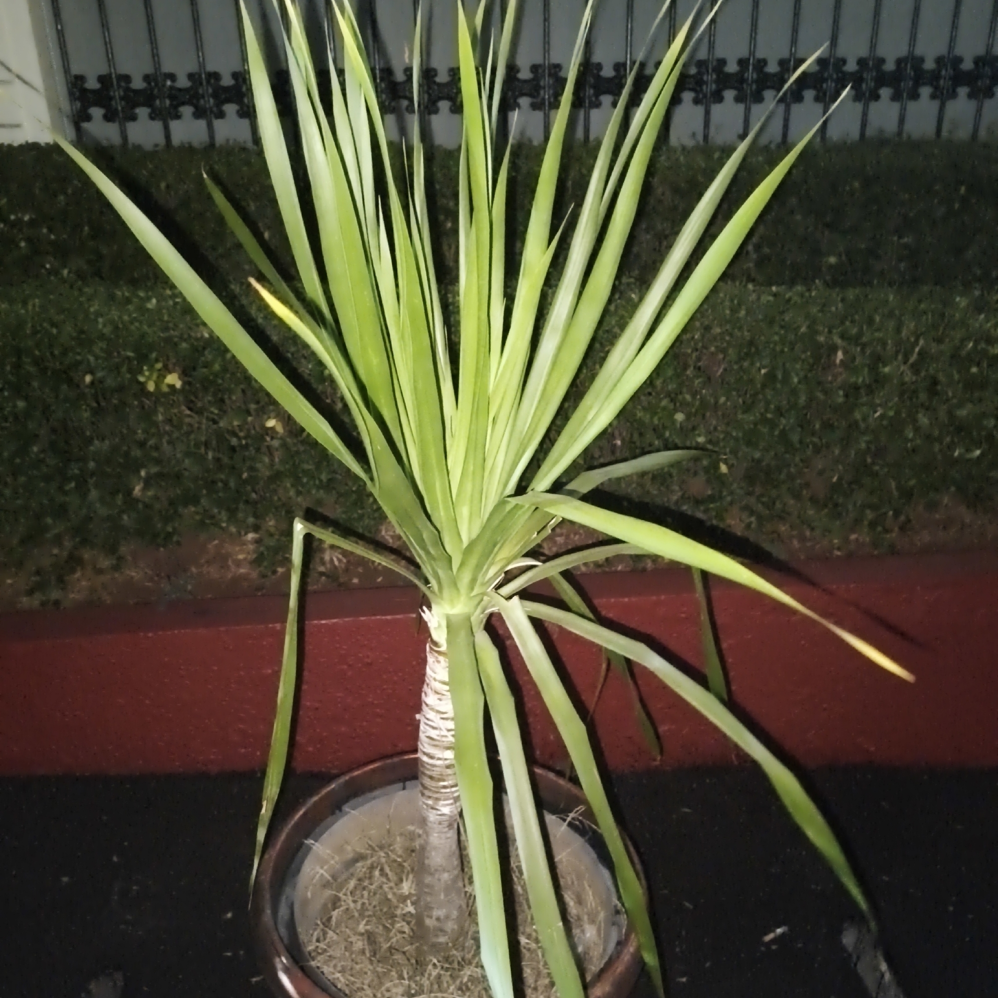 A potted Dracaena plant with long, green, sword-shaped leaves stands in a planter on a dark paved surface. The planter is dark brown and contains dry, straw-like material. Behind the plant, a dark green, manicured hedge is visible, and behind that, a black metal fence with an ornate design. A red border runs along the bottom of the hedge. The scene appears to be outdoors at night, with artificial lighting illuminating the plant. The location is identified as South Jakarta, Indonesia.