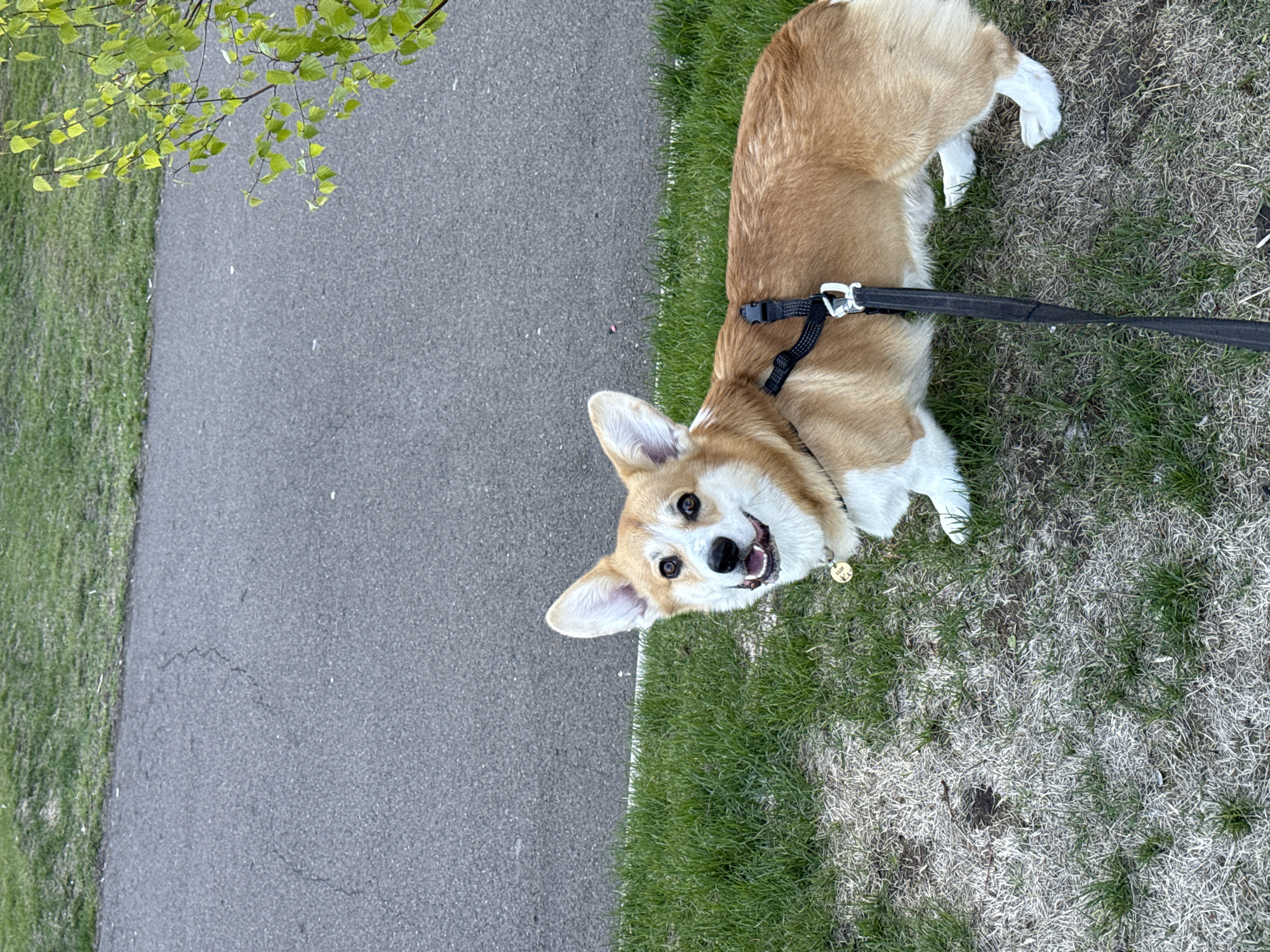 A corgi dog is standing on grass next to a paved path. The dog has tan and white fur, and is wearing a black harness and leash. The leash is held by someone out of frame. The paved path is gray and borders the grass. A tree branch with green leaves hangs over the path in the upper left corner of the image. The location is in a park in the city of Krasnoyarsk, Russia.