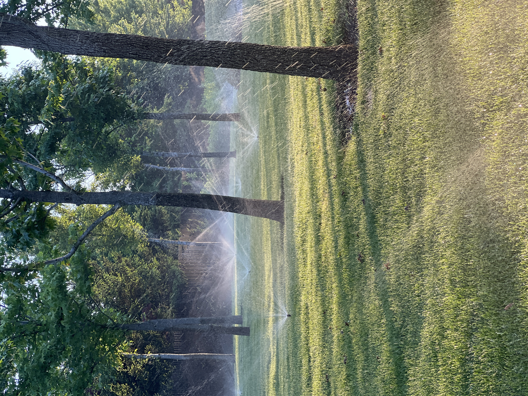 The image depicts a lawn with multiple sprinkler heads actively watering the grass. The sprinklers are creating mist and arcs of water that catch the sunlight. Several trees with green foliage are scattered across the lawn, and their trunks are visible. The ground is covered in lush green grass, with some scattered leaves. In the background, a fence is visible behind some of the trees. The lighting suggests it is either early morning or late afternoon, with the sun casting long shadows. There are no people or animals visible in the image. The scene is set in a park or residential area.
