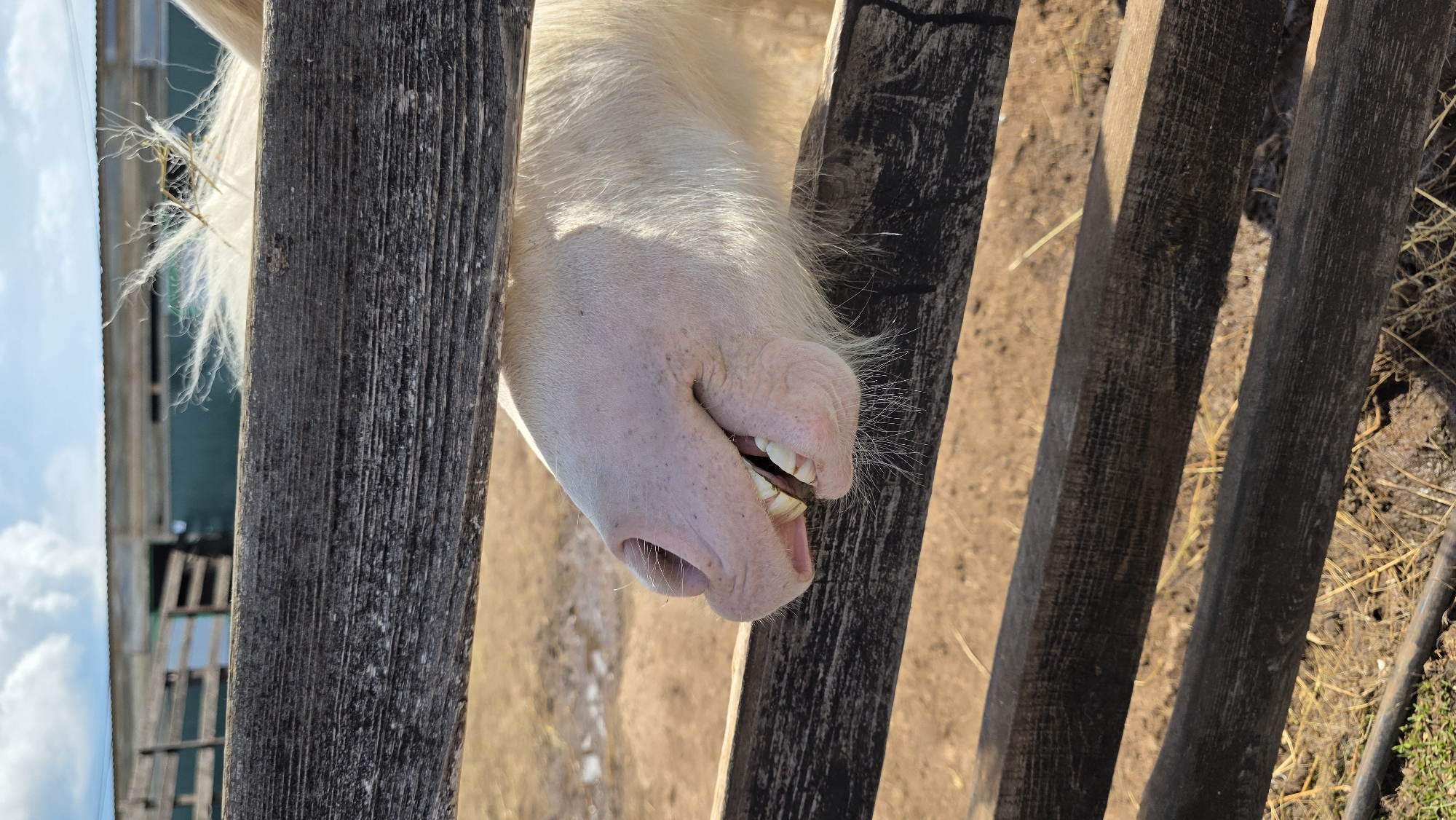 The image captures a close-up view of a pale horse's muzzle and teeth as it peeks through a weathered wooden fence. The horse's mouth is slightly open, revealing its teeth and tongue. Its muzzle is pale pink with visible pores and a few stray hairs. Behind the fence, the ground appears to be dry and dusty, with patches of straw. A building with a green wall and a corrugated metal roof is visible in the background under a blue sky with scattered clouds. The scene is located in the rural environment of Inzelga, Russia.