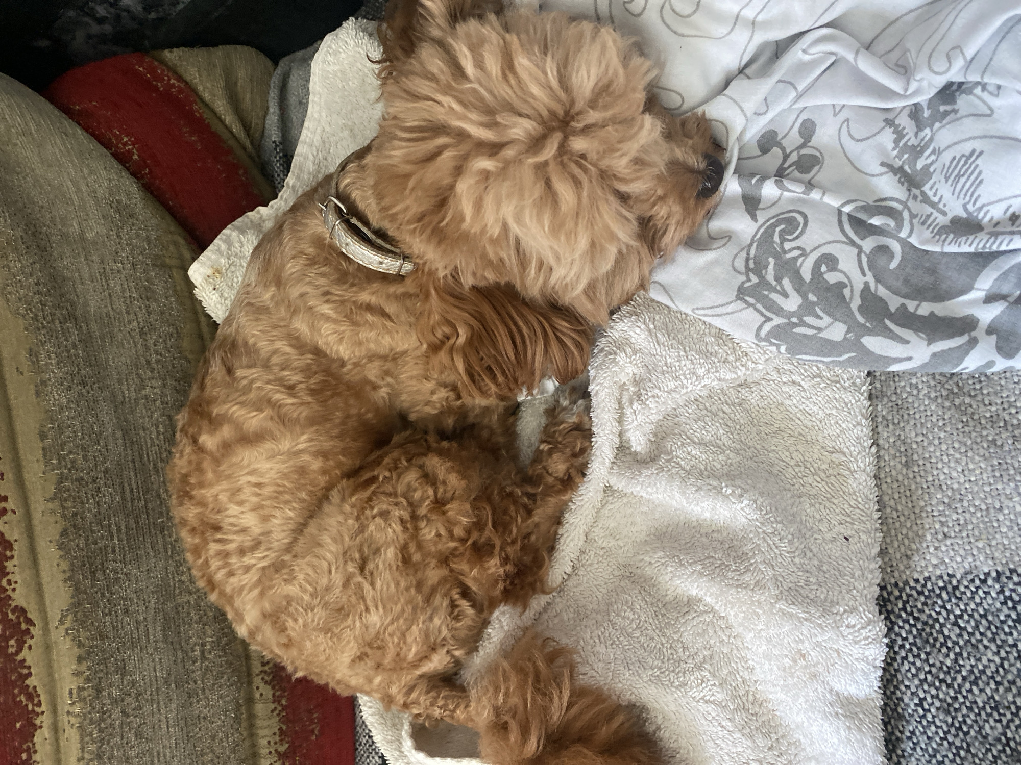 A medium shot shows a small, light brown dog with curly fur sleeping curled up on a white towel. The dog is wearing a silver collar with raised decorative patterns. The towel is draped over a dark gray and white checkered blanket. Behind the dog and towel, partially visible, are pillows with a textured pattern of beige and red stripes. The scene appears to be indoors, likely on a couch or bed. There are no people visible in the image. The lighting suggests it is daytime. There is no information in the image to suggest a location in Dnipro, Ukraine.