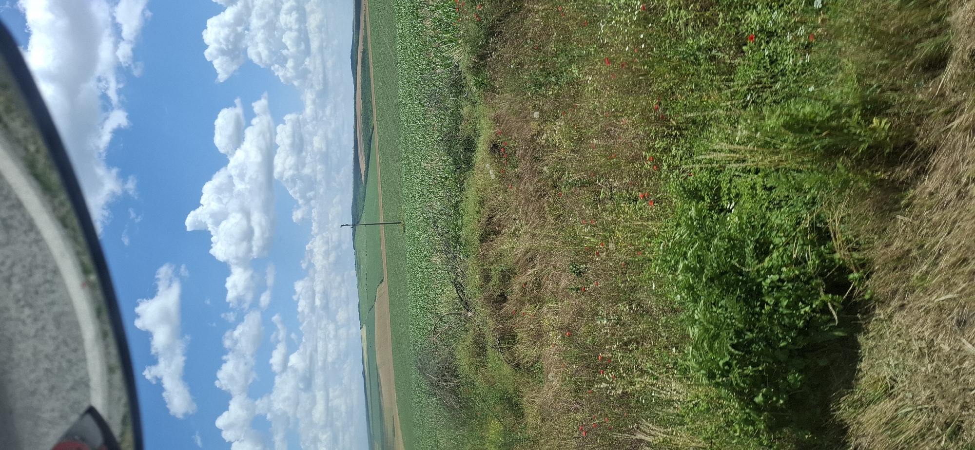 The image depicts a vast, cultivated landscape under a bright blue sky dotted with fluffy white clouds. The foreground is dominated by wild grasses and a patch of green bushes, with scattered red poppies and some white flowers. Beyond this natural growth, extensive fields of young green crops, likely corn, stretch across rolling hills. In the middle ground, a single wooden utility pole stands in the field. The horizon is marked by more fields, some appearing brown or fallow, and a line of distant trees. The overall scene suggests a rural setting in or near Ovcha Mogila, Bulgaria, characterized by agricultural land and open sky.