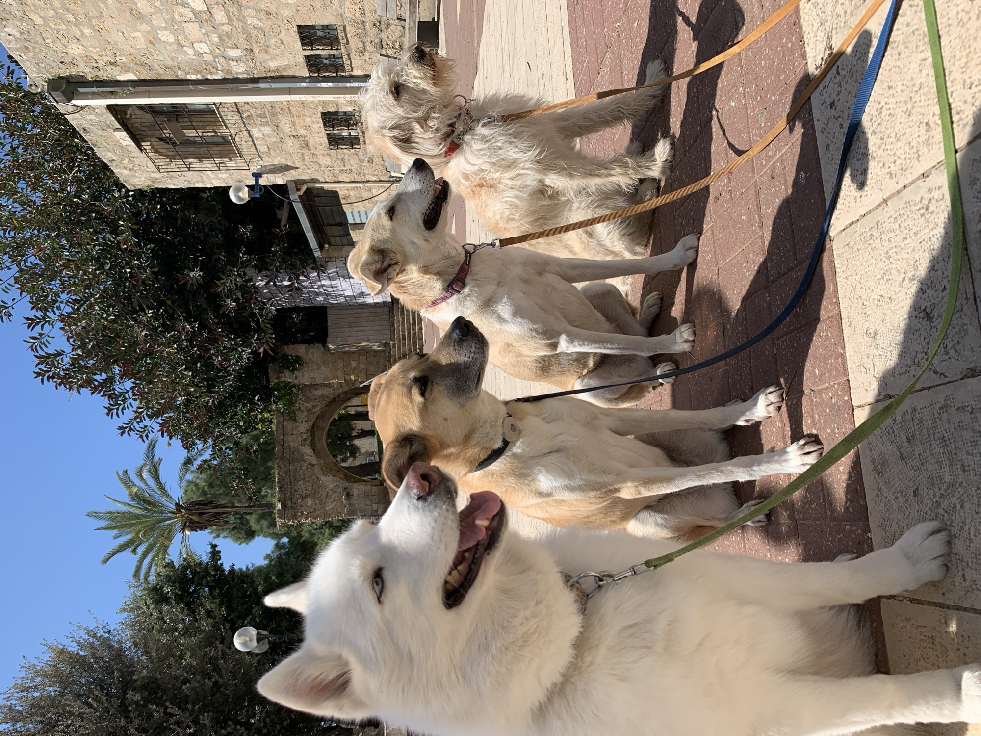 Four dogs of varying breeds and colors are sitting in a row on a paved area. The first dog is a white husky with a green leash, followed by a tan dog with a black collar and blue leash, then a cream-colored dog with a pink collar and tan leash, and lastly a shaggy light brown dog with a red collar and tan leash. They are situated in an urban area of Tel-Aviv, Israel, as indicated by the architecture and vegetation. Buildings constructed of light-colored stone are visible in the background, along with a palm tree and other foliage. The pavement has a red and tan tile pattern, and the shadows of people are cast upon it, suggesting a bright, sunny day.