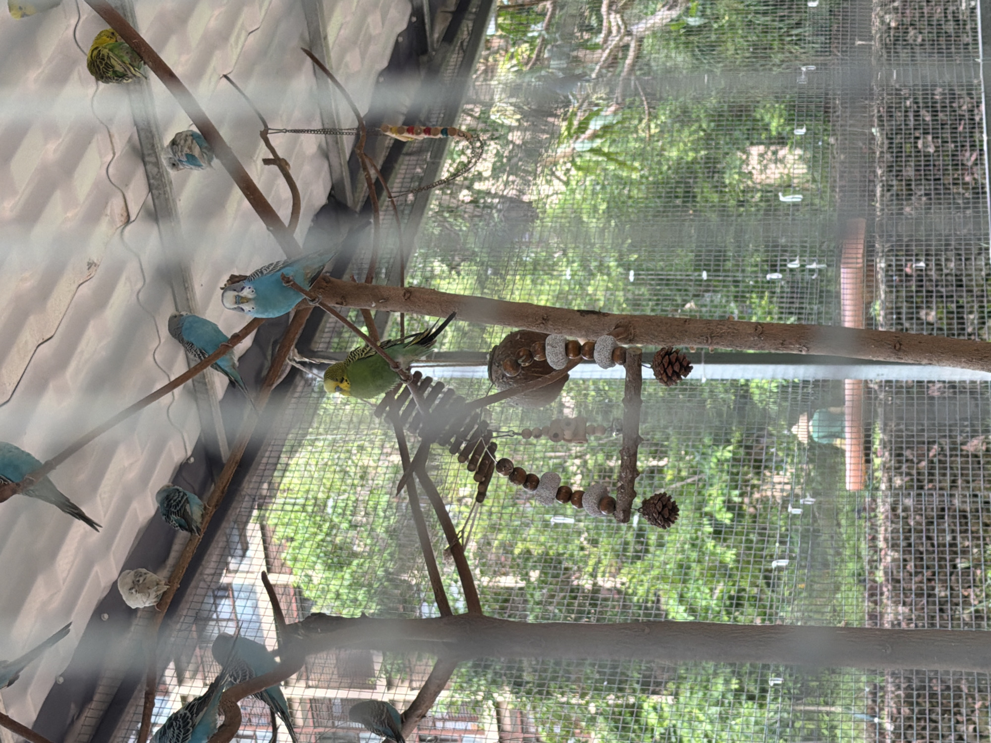 This is a close-up, slightly out-of-focus, eye-level shot of a bird enclosure, likely in a zoo or aviary, possibly located in Jiyang District, China. The enclosure has a corrugated metal roof visible at the top. Several budgerigars are perched on branches and a wooden structure. The birds display various colors including blue, green, and white. Some are facing away from the camera, while others are partially visible. Several bird toys, including a string of wooden beads, small stones, and pinecones, are hanging from the branches. A blurred background shows lush green trees and foliage, indicating an outdoor setting. A person wearing a green shirt is visible in the distance, standing behind a reddish-brown structure. The enclosure is protected by a wire mesh fence, which creates a grid pattern throughout the image.