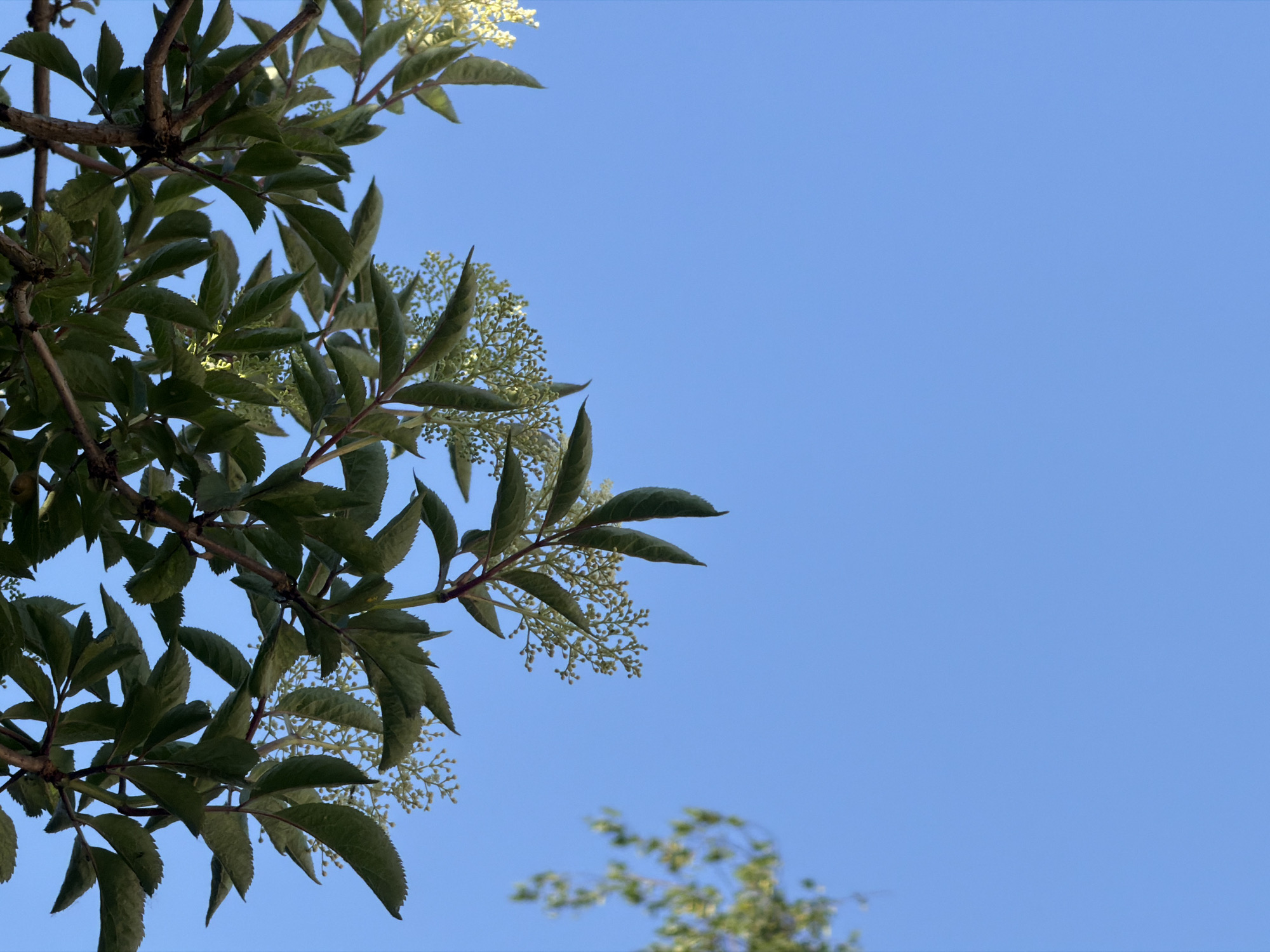 The image presents a partial view of green foliage against a clear blue sky. The leaves and stems, located in the upper-left quadrant, appear to belong to a tree branch. Small white flower clusters are interspersed among the leaves. At the bottom, slightly right of the image center, is a hint of a blurred treetop. The scene, set in Pentre, United Kingdom, appears to be taken outdoors, possibly in a park or garden, during daylight. There are no people visible. The focus is on the natural elements of vegetation and sky.