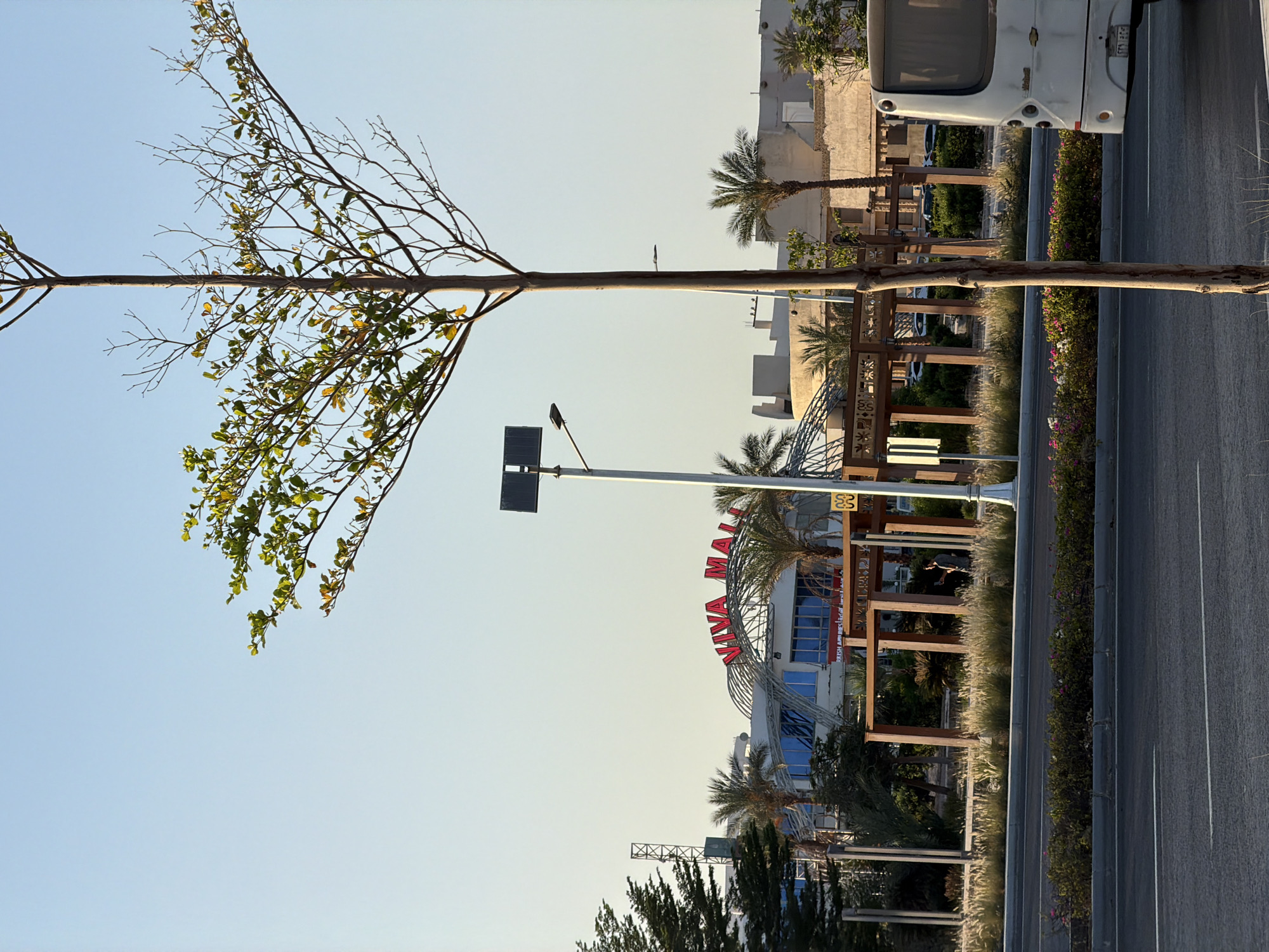 A low-angle, vertical, medium shot captures a view of a street in Sharm El Sheikh, Egypt, during the daytime. The foreground is dominated by the trunk of a slender, vertical tree with sparse green leaves on its upper branches. The street is paved with asphalt and marked with white lines. Adjacent to the street is a landscaped median with a border of green bushes, interspersed with pink and white flowers. Beyond the median, tall, wispy grass grows in clumps, and a dark wooden pergola structure with intricate latticework stands prominently.
In the midground, a modern building with a curved, domed roof is visible, adorned with large red lettering that spells "VIVA MALL." The building features expansive blue-tinted windows. Several palm trees are scattered around the structure, and a white bus is parked on the right side of the frame. A tall lamppost with a solar panel and a lamp is positioned to the left of the tree trunk. The background consists of a clear, light blue sky and some indistinct buildings and structures. The lighting suggests a sunny day with a warm, ambient glow.