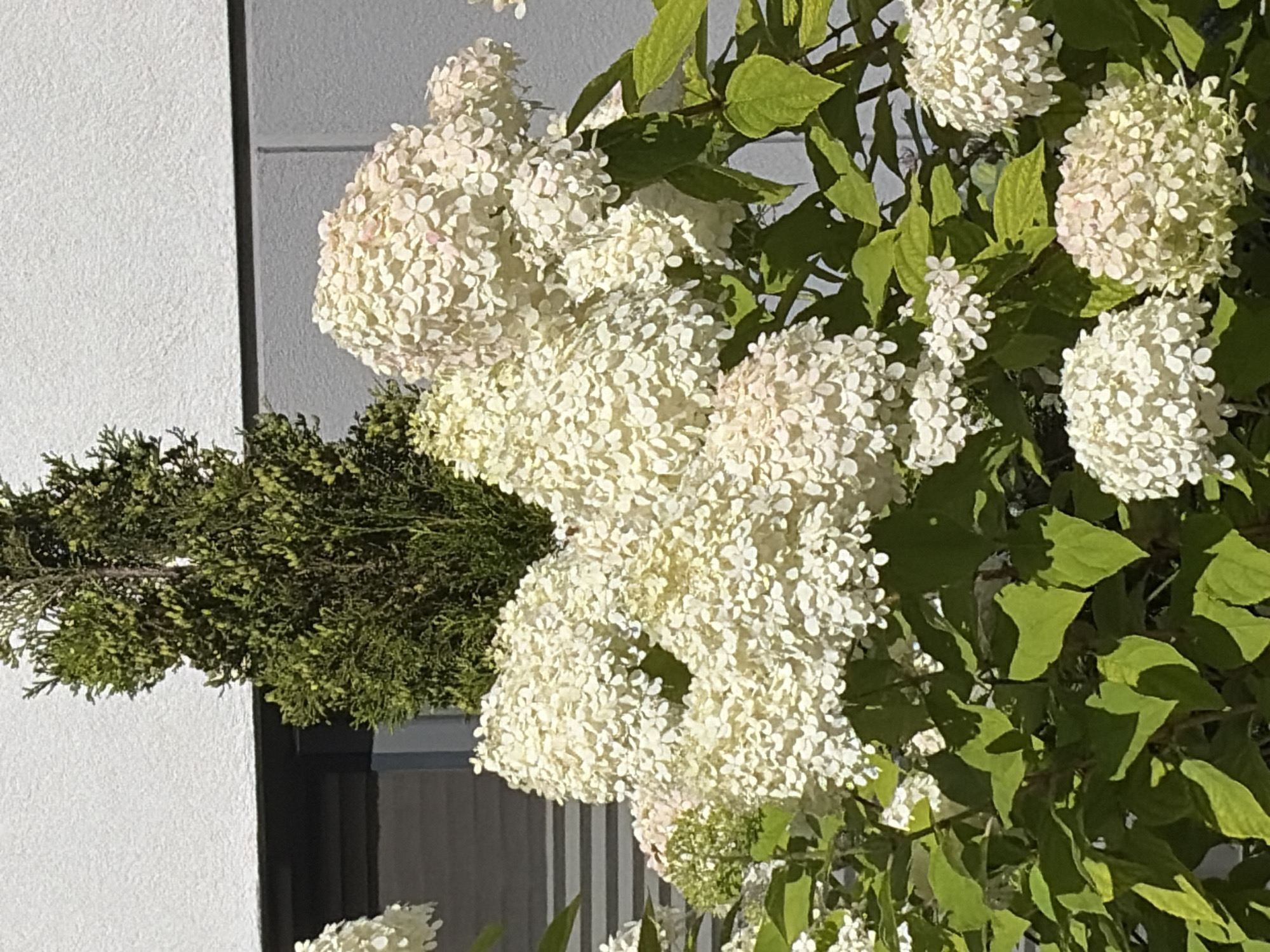 The image shows a close-up view of a blooming Hydrangea paniculata 'Limelight' shrub, also known as Panicle Hydrangea. The flowers are a creamy white to pale pink, with many small florets forming large, cone-shaped clusters. The shrub is in full bloom, with abundant foliage in various shades of green. In the background, a portion of a modern building is visible, with a white stucco facade and a dark gray band. A dark green coniferous tree is planted behind the hydrangea. The scene appears to be a residential garden or public space in a city. Poznan, Poland, is a city known for its parks and green spaces, and it's plausible this image was taken in such a location. There are no people or animals visible in the image. The lighting suggests it is daytime, with sunlight illuminating the flowers and foliage.