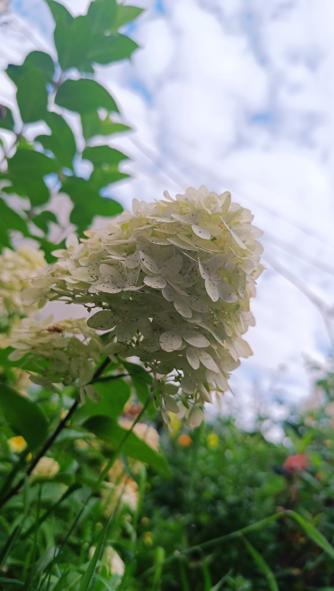The image shows a close-up of a cluster of small, pale white flowers with dark speckles on their petals, likely hydrangeas. The flowers are set against a blurred background of green foliage and a sky with white clouds. In the upper right corner, there are blurred lines that could be power lines or tree branches. The lighting suggests it is daytime. The image does not contain any information that would allow for identification of its location in Karsha, Russia.