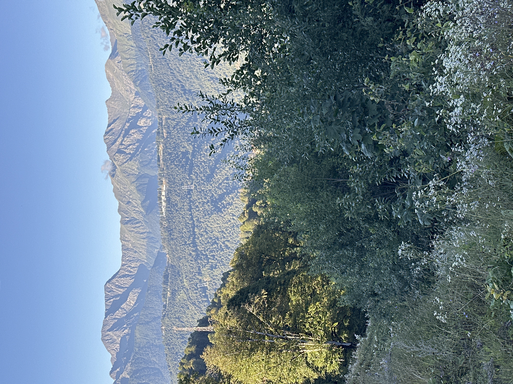 A natural landscape scene unfolds under a clear blue sky. In the foreground, a densely vegetated hillside is covered with a mix of tall grasses, leafy shrubs, and small white wildflowers. Further back, a cluster of trees stands, with one prominent tree on the left illuminated by sunlight, casting a warm glow on its leaves. Beyond the trees, rolling hills covered in lush green forest stretch out. In the distance, a majestic mountain range rises, its peaks sharply defined against the sky. Structures, possibly ski lifts or buildings, are visible on the slopes of the distant mountains. The scene appears to be a scenic view from a mountain area, possibly a resort, located in the vicinity of Estosadok, Russia, given the architectural elements and mountainous terrain often associated with the region.