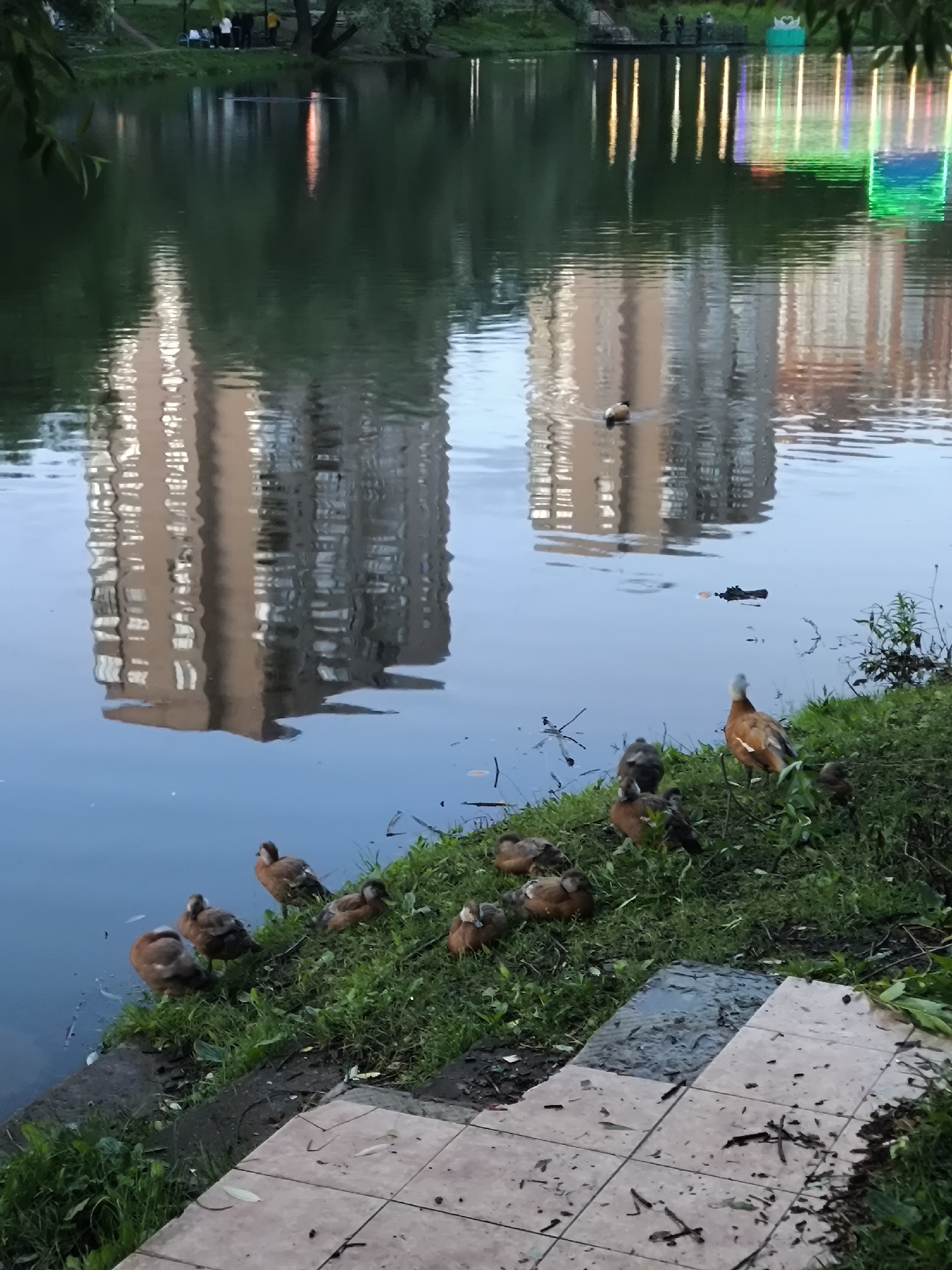 In the city of Unknown, Unknown, an outdoor scene unfolds at dusk near a body of water, possibly a lake or pond. The water's surface reflects two multi-story buildings and colorful lights, suggesting an urban park setting. A single duck swims in the middle of the water, while a flock of approximately eight ducks, some adult Ruddy Shelducks and some ducklings, are gathered on the grassy bank. Some ducks are preening, while others are looking around. The ducks are positioned on a grassy slope leading down to the water's edge, adjacent to a tiled walkway. The overall atmosphere is serene, with the natural elements of the park juxtaposed against the urban architecture.