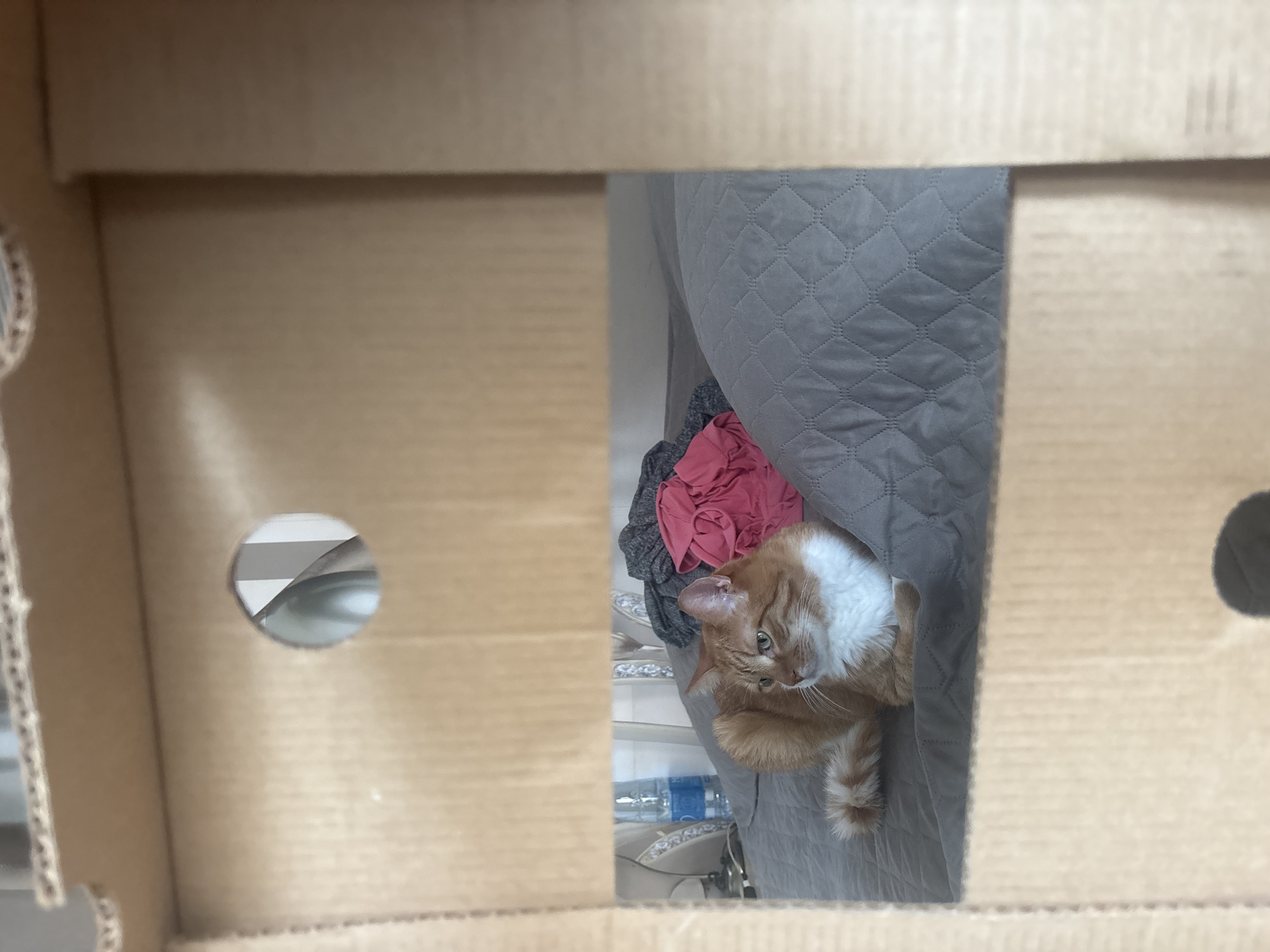 An eye-level photograph, taken from inside a cardboard box, captures an orange and white cat looking upwards towards the camera. The cat, distinguished by its white bib and orange fur, has slightly curled ears, characteristic of an American Curl breed, and appears alert and curious. It is resting on a grey, quilted blanket or bedspread, with its head turned towards the viewer. Behind the cat, a pile of clothes, including a vibrant pink piece, is visible. To the cat's lower left, a plastic water bottle with a blue label can be seen. The cardboard box framing the scene has circular cut-outs on its sides, one prominent on the left, offering a glimpse of the background beyond. The setting is an indoor, domestic space, possibly a bedroom or living area. There are no readable texts or specific outdoor elements. The time of day appears to be daytime, with soft, ambient lighting. The user context places the location in Bar, Montenegro, although no direct visual cues confirm this within the image.