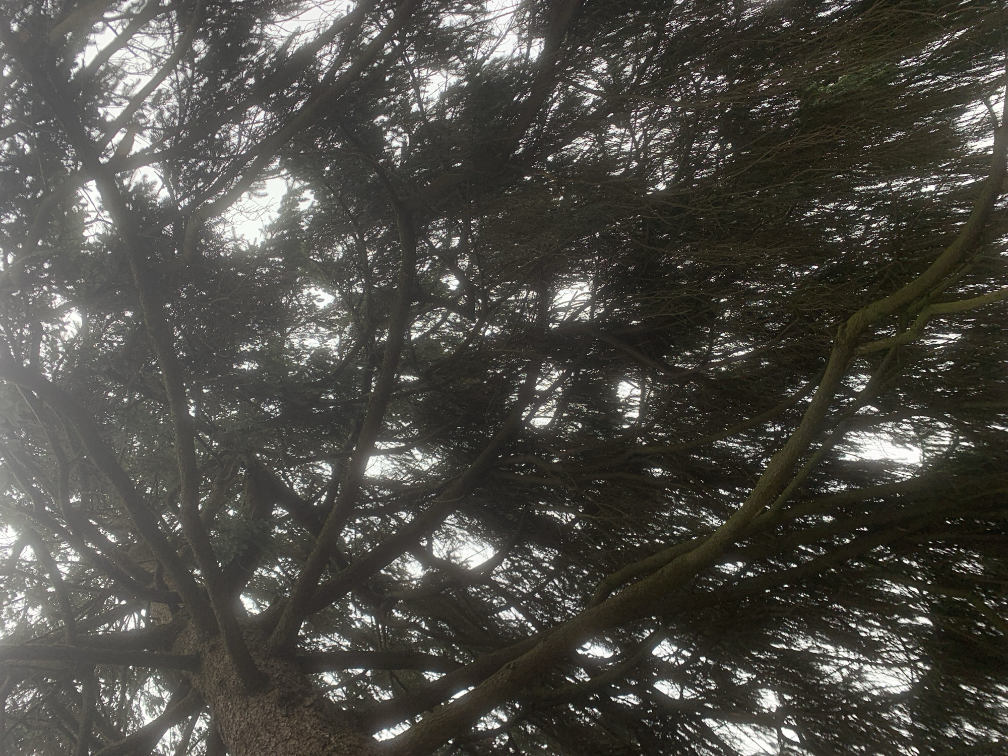 The image shows a view looking up into the branches of a conifer tree. The tree has a thick trunk with large, gnarled branches extending outwards and upwards. The branches are densely covered in short, dark green needles. The sky is visible through gaps in the foliage and is a bright, overcast white color. The photograph appears to be taken from a low angle, emphasizing the height and spread of the tree. The location of Arkhangel’skoye, Russia is not apparent from the image itself.