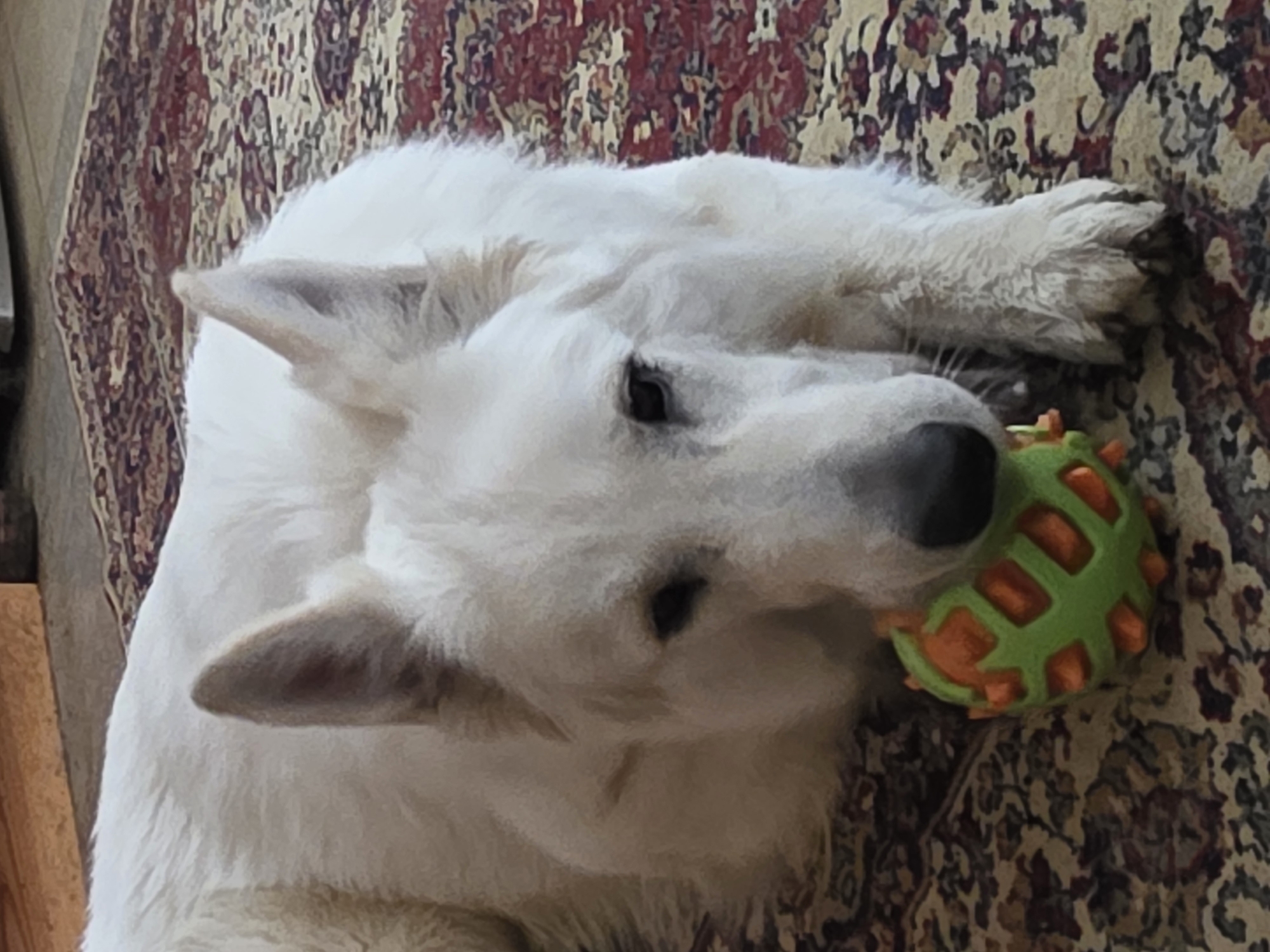 A white German Shepherd dog is lying on a patterned rug, resting its head on its paws and holding a green and orange dog toy. The dog's eyes are partially closed, and its ears are pointed upwards. The rug has a red and beige floral pattern. The background is slightly blurred, showing a wooden surface and possibly a wall. The scene appears to be indoors, possibly in a home.