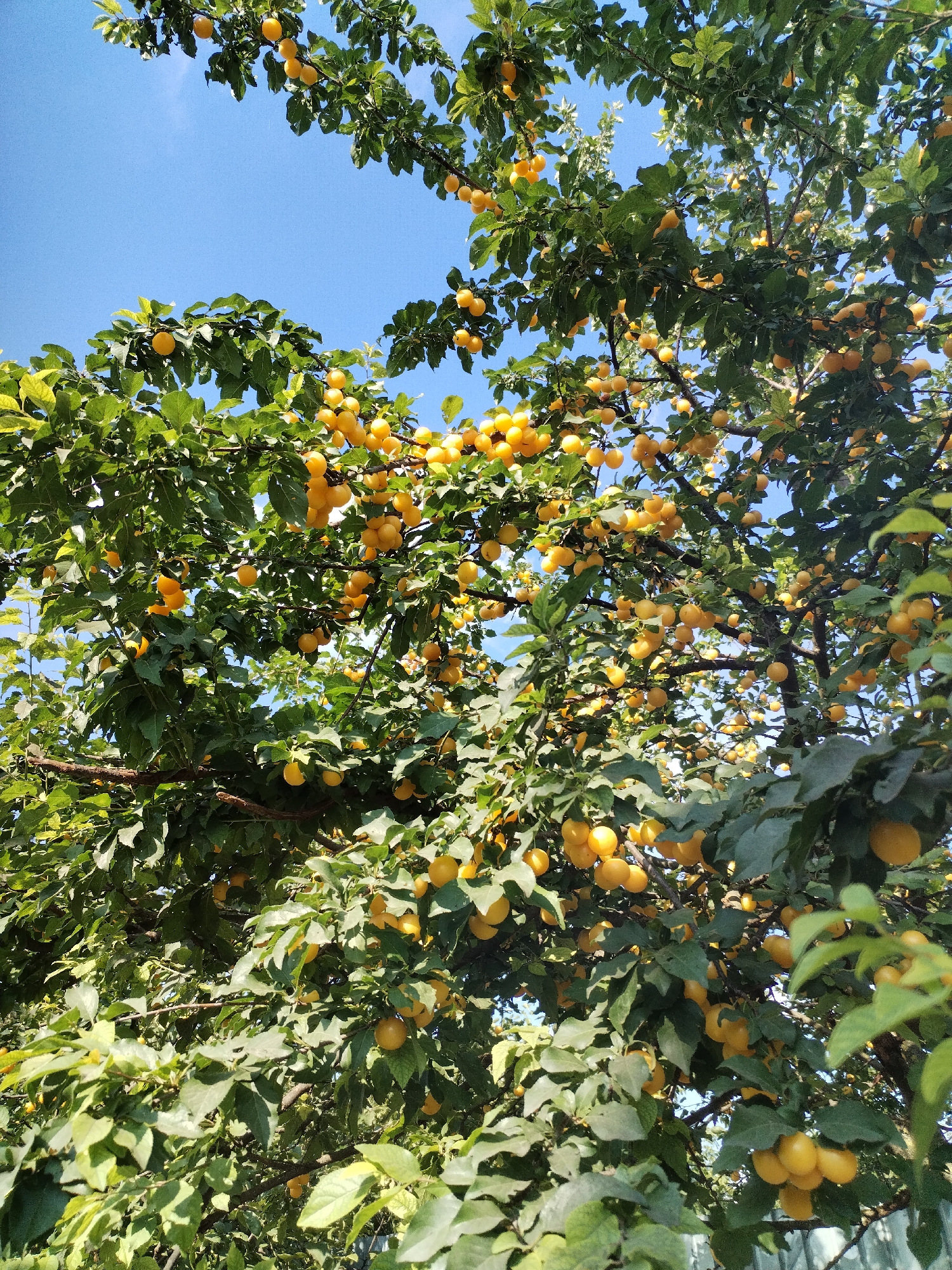 A low-angle outdoor shot shows a plum tree laden with ripe yellow plums against a clear blue sky. The branches are dense with green leaves, and clusters of the fruit are visible throughout the canopy. The scene appears to be in a garden or orchard, possibly in Moara Domnească, Romania, given the context. No people are present, and no actions are being performed. The overall impression is one of abundance and natural growth.