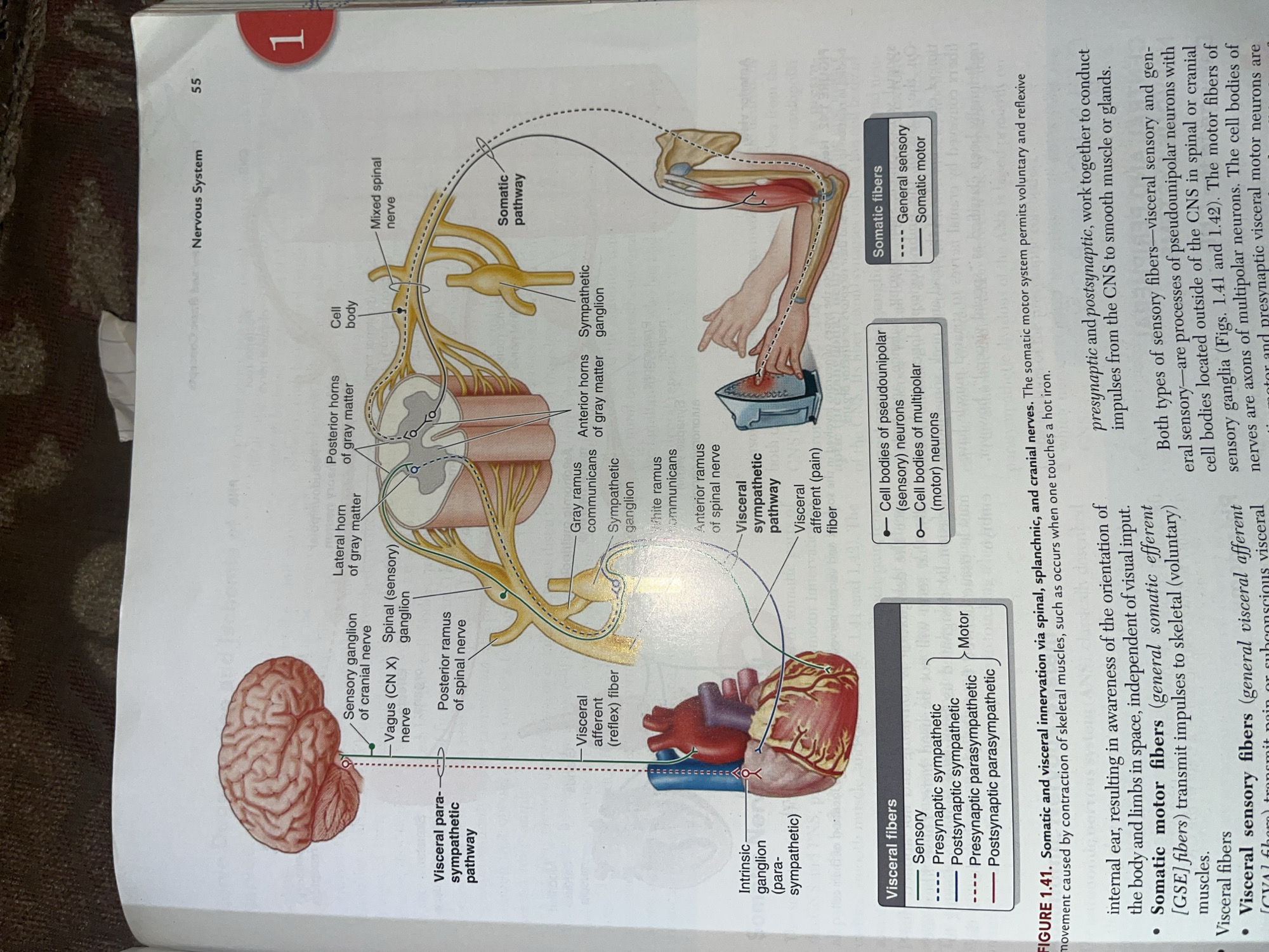 The image displays a diagram illustrating the somatic and visceral innervation pathways in the human nervous system, focusing on the spinal cord, brain, heart, and an arm interacting with a hot iron. It includes labels for various neural structures such as ganglia, horns of gray matter, and different types of nerve fibers (sensory, motor, sympathetic, parasympathetic). The diagram also includes legends for different fiber types and their corresponding pathways, indicated by lines and dots. The text below the diagram explains the functions of somatic motor fibers and visceral fibers.
There is no information in the image that relates to the city of Jalingo, Nigeria.