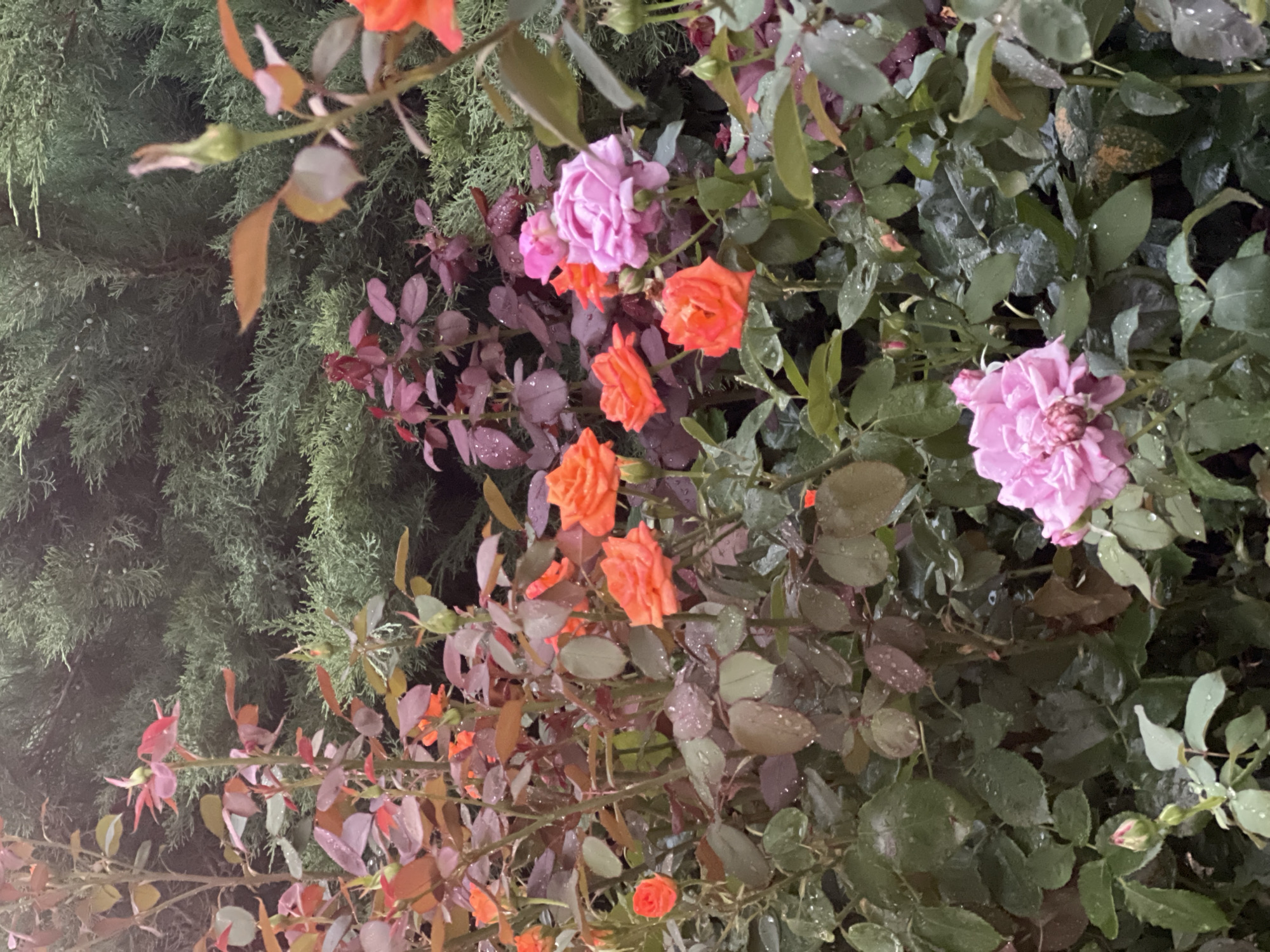 In Kryzhanivka, Ukraine, a lush garden bed is filled with blooming roses and dark green foliage. The roses display a variety of colors, including vibrant orange and soft pink, with some buds still closed. The leaves of the rose bushes have a reddish-brown hue, contrasting with the darker green leaves and stems. Water droplets are visible on the petals and leaves, suggesting recent rain or watering. In the background, a dense evergreen shrub provides a textured backdrop. The scene is captured at a close-up perspective, emphasizing the details of the flowers and surrounding plant life.