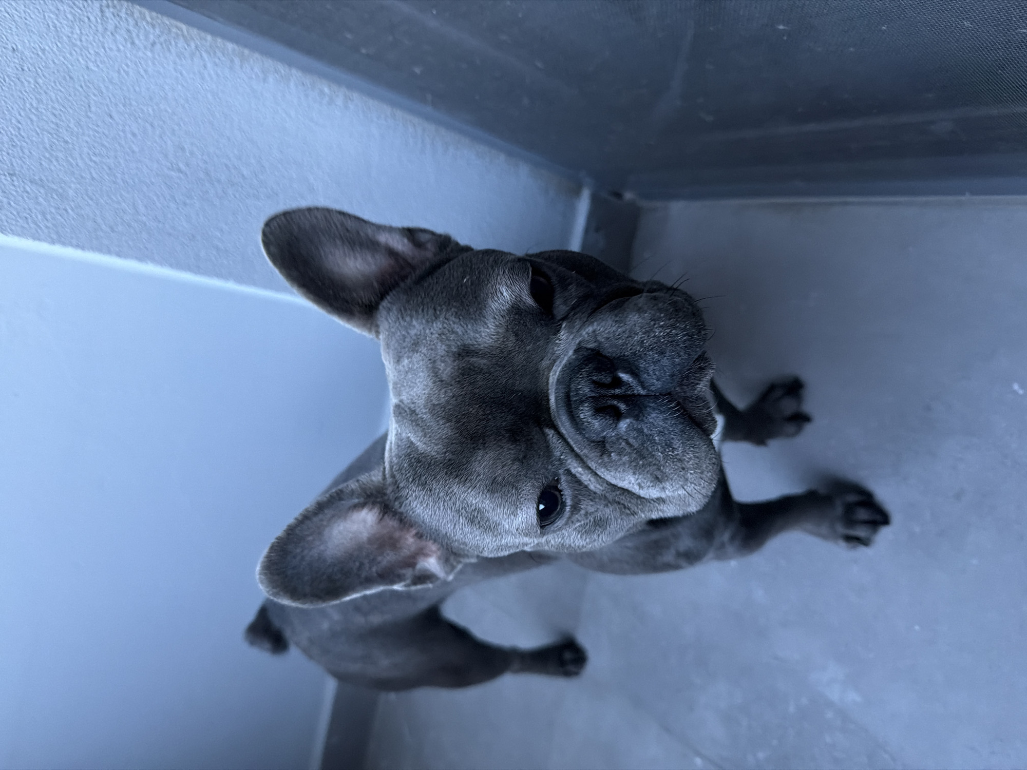 A dark gray French bulldog stands on a gray tiled floor, facing the camera. The dog has prominent ears, a wrinkled face, and dark eyes. The background consists of a light blue wall and a textured, gray vertical surface on the right. There is no indication of the location being in Ruse, Bulgaria.