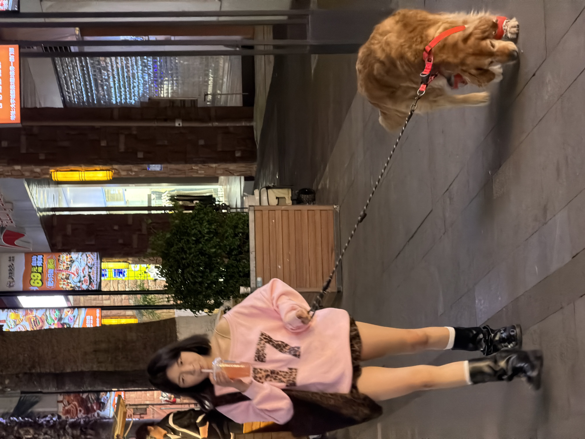 The image depicts a woman walking a dog on a leash on a city street. The woman is wearing a pink sweater with leopard-print detailing, black boots with white socks, and carrying a bag. She is also drinking from a cup with a straw. The dog is orange and wearing a red harness, appears to be shaking. The background shows urban features, including storefronts with signs in Chinese, greenery, and street lighting. The OCR identifies one sign as, "Address: Building 3, Phase 3, Zhaoyang Street, University City, next to the door on the first floor." Given the information from the sign, the location is likely the University City area in Chongqing High-tech Zone, China.
