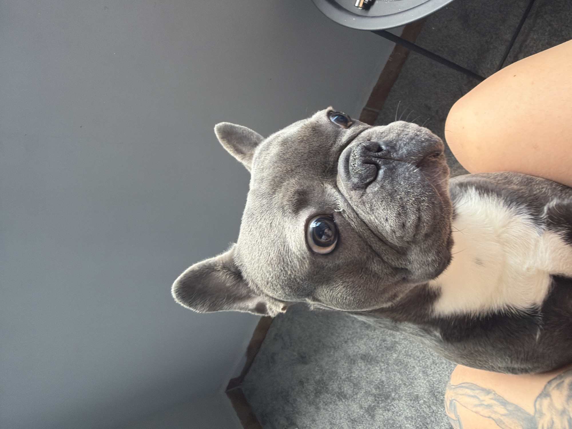 The media file is a close-up, tilted shot of a French Bulldog, likely indoors. The dog has gray fur with white markings on its chest. Its large, expressive eyes are wide and looking directly at the camera, giving it an alert and curious appearance. The dog's face is the central focus, with its characteristic flat muzzle and large, erect ears prominent. A portion of a person's leg, with visible tattoos, is in the lower right of the frame, suggesting the dog is being held or is resting on someone. In the background, a gray, textured surface, possibly carpet or upholstery, is visible. A dark circular object with a metallic glint is partially visible in the upper right corner, which could be part of furniture or an appliance. The lighting appears to be natural, possibly from a window, creating soft shadows and highlighting the dog's features. No text is visible in the media file. The scene evokes a sense of intimacy and playfulness, capturing a candid moment with a pet.