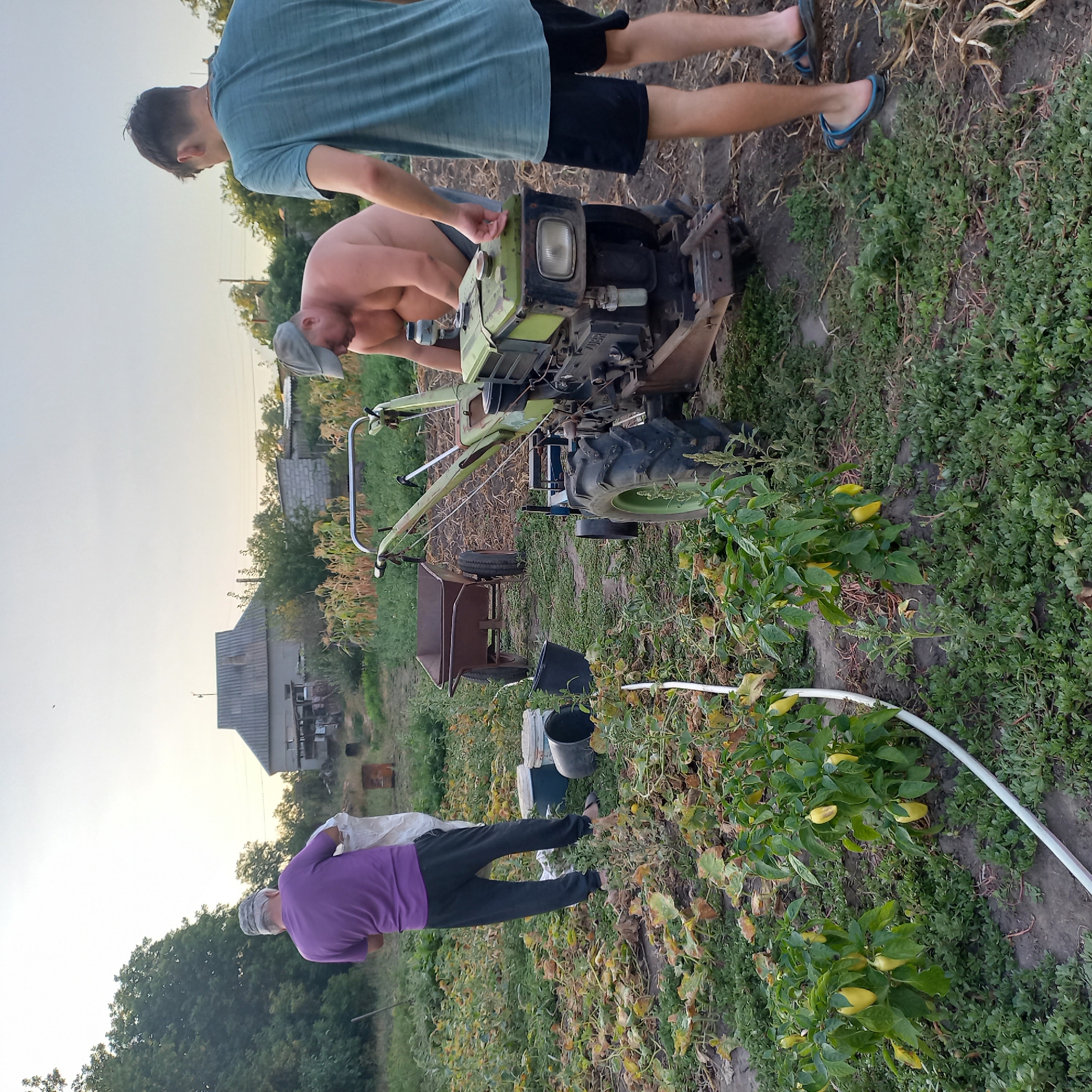 In Klyntsi, Ukraine, three individuals are engaged in agricultural work in a rural setting. The scene depicts a garden or farm plot with various plants, including pepper plants bearing yellow fruit. A green two-wheeled tractor is positioned prominently, with a person shirtless and wearing a cap attending to it. To the left, another person in a purple shirt and dark pants is holding a white bag, possibly collecting produce. A third person, a young male in a blue t-shirt and black shorts, stands to the right, facing away from the camera. In the background, a rustic house and other outbuildings are visible, along with a red wheelbarrow. The overall environment suggests a harvest or post-harvest activity.