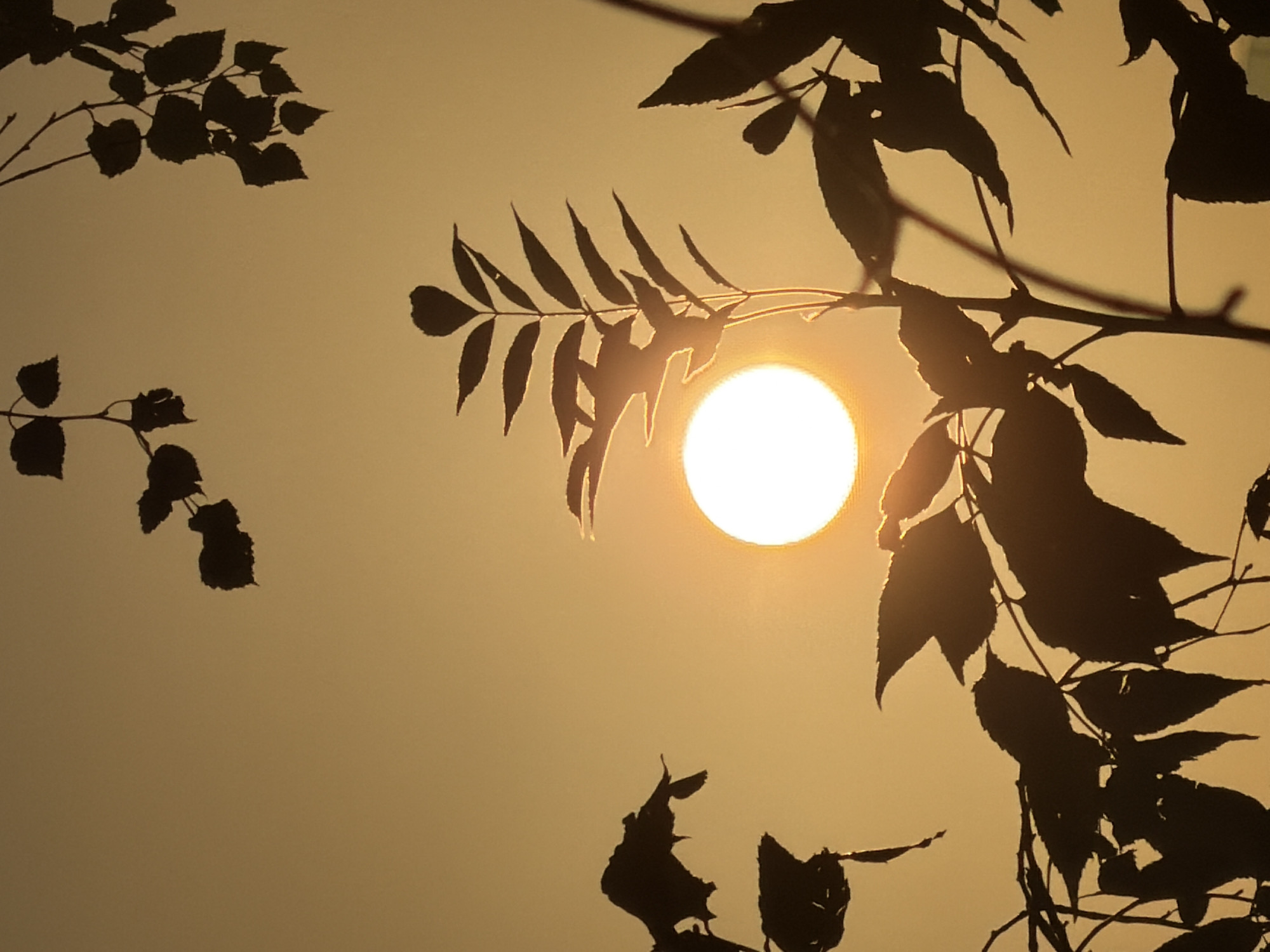 The image is a close-up, silhouetted shot of tree branches and leaves against a warm, hazy sky, with the sun appearing as a bright, circular orb. The sun is positioned slightly to the left of the vertical center of the image. The foliage forms dark, intricate patterns against the luminous background. The photograph appears to be taken during sunrise or sunset, given the golden hue of the sky. There are no visible people or animals. The setting seems natural, possibly a park or wooded area within or near Leudelange, Luxembourg, given the context provided. The overall impression is one of tranquility and natural beauty.