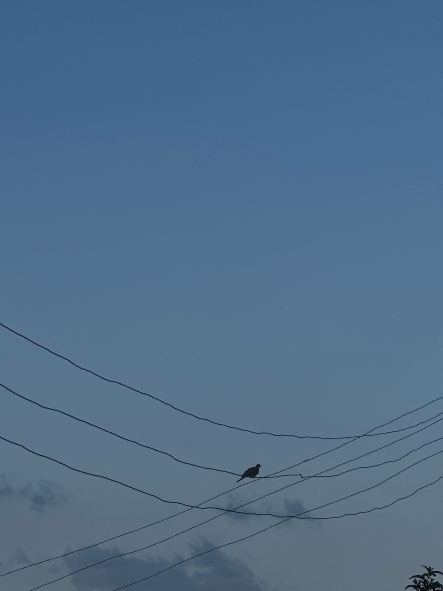A lone bird is perched on a wire. The bird is silhouetted against a clear, blue sky. Several other wires are visible in the foreground, running parallel to each other. The lighting suggests it may be early morning or late evening, as the sky is a soft blue with no harsh sunlight. The bird is small and appears to be facing to the left.