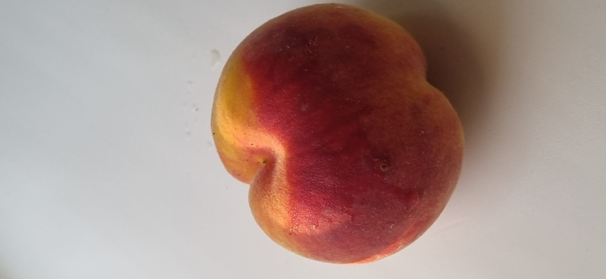 A single, ripe peach rests on a white, flat surface. The peach is predominantly a deep red with streaks of yellow and orange, indicating ripeness. Its skin appears slightly fuzzy, and there are a few small water droplets visible on its surface. The fruit has a distinctive cleft, giving it a somewhat lobed appearance. The background is a plain, bright white, suggesting an indoor setting or a very uniformly lit outdoor area. The image is a close-up, focusing solely on the peach. The image was taken in the city of Blizhnee, Ukraine.