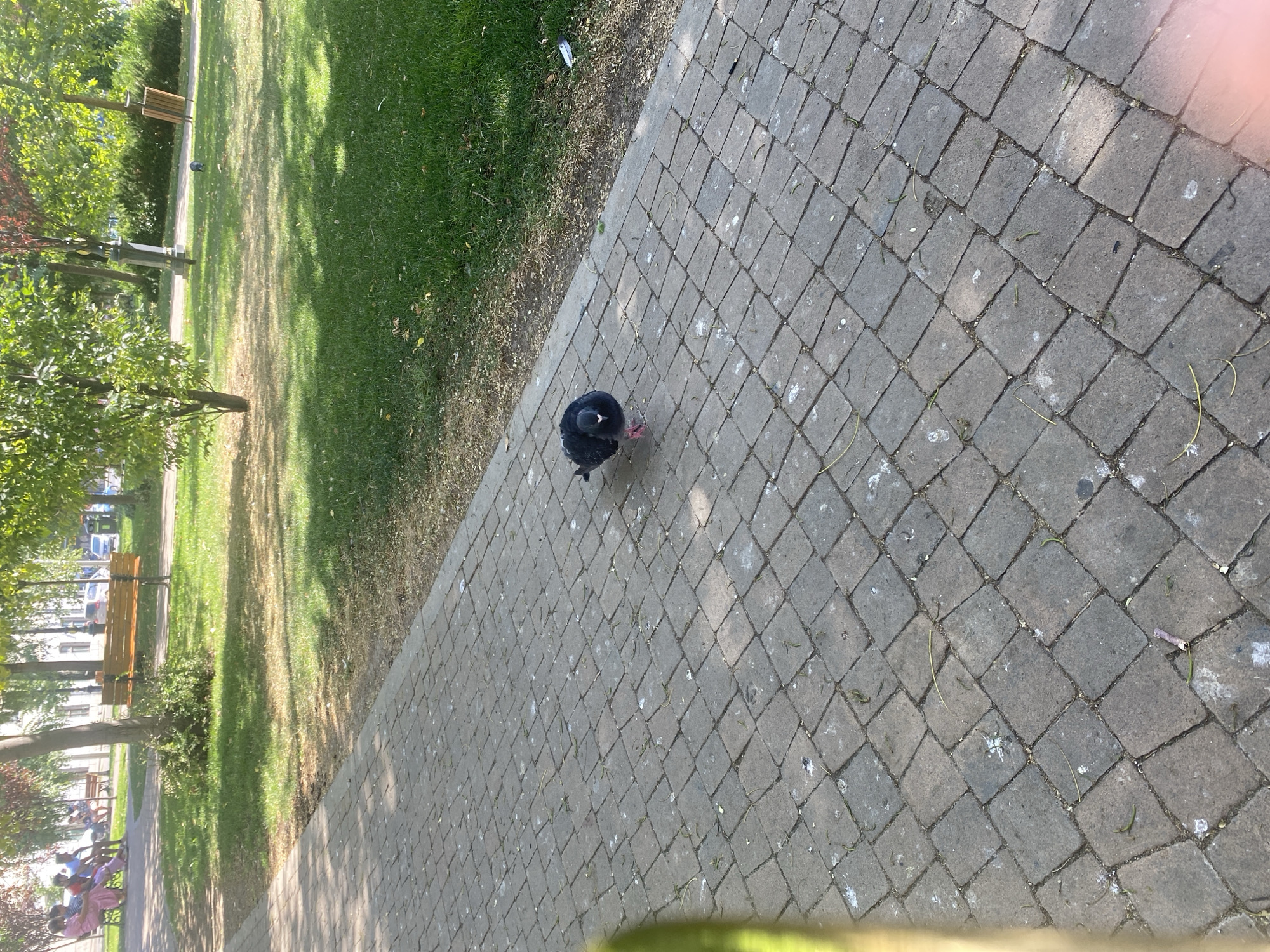 A pigeon stands on a paved pathway in a park in Iași, Romania. The pathway is made of square, grey pavers. The pigeon is dark grey with pink legs and feet, and it is looking towards the camera. To the right of the pigeon, the pathway is bordered by a grassy area. In the background, several trees with green and reddish leaves are visible, along with benches and streetlights. The scene suggests a sunny day in a public park.