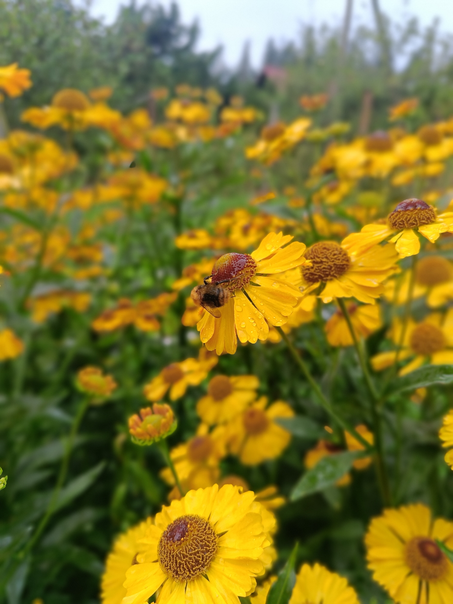 An extreme close-up shot features a bumblebee on a yellow flower, its body dusted with pollen. The flower is wet with water droplets. In the background, a field of yellow flowers is blurred, suggesting a garden or meadow. The scene is brightly lit, with soft shadows and a slightly overcast sky. The image appears to have been taken in Vishnovka, Russia.