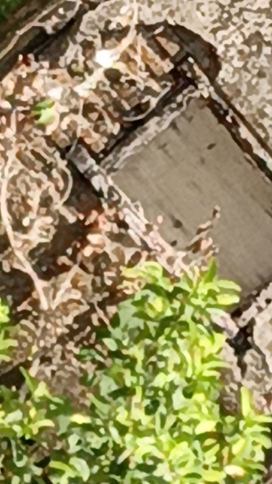 The image shows a close-up of a natural environment, possibly a garden or wooded area, with a focus on foliage and textured ground. In the foreground, a cluster of bright green leaves with visible veins creates a vibrant contrast against the muted tones of the background. The leaves appear lush and healthy, suggesting a well-watered plant.
The background is a jumble of earthy colors, dominated by browns, tans, and grays, with hints of lighter, almost white, interwoven strands that could be dried grass, roots, or decaying organic matter. There is a distinct area of a lighter, rough-textured surface, possibly wood or stone, visible diagonally across the upper right portion of the image. The lighting suggests it is daytime, with some bright highlights on the leaves and ground. The image's pixelated quality makes it difficult to discern fine details or specific textures with absolute certainty.
Regarding the location in Cikal, Indonesia, this image does not contain any identifiable landmarks, signs, or specific architectural features that would allow for precise localization. The scene is generic enough to be found in many natural or semi-natural settings. Therefore, without further context or external information, it is impossible to determine its specific location within Cikal, Indonesia.