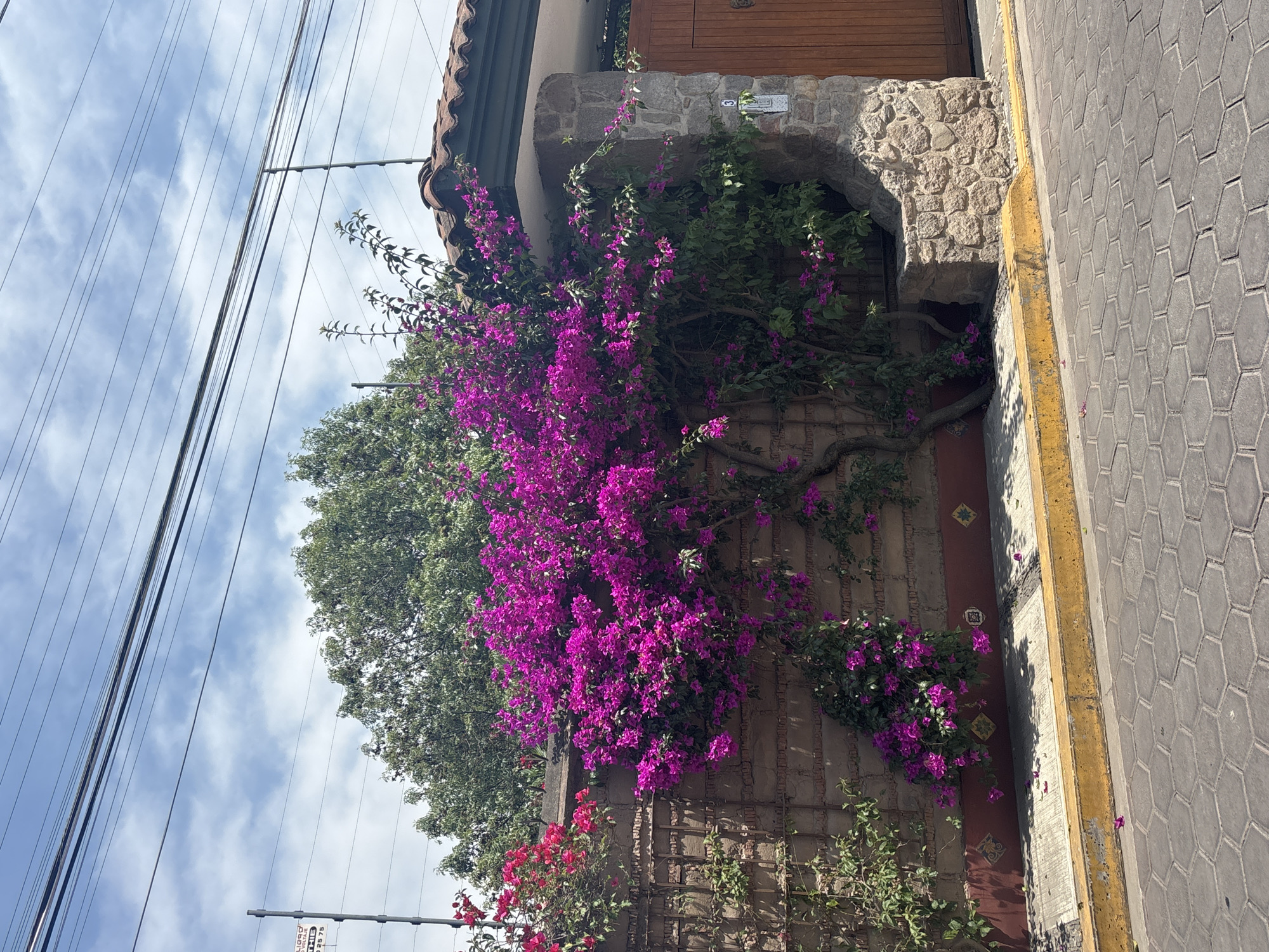 A view of a building covered with bright purple bougainvillea flowers and a large green tree in San Andrés Cholula, Mexico. The building is of stone and brick construction with a wooden door and a stone archway. It appears to be located at 3 Calle 2 Ote, San Andrés Cholula, Puebla, Mexico. Power lines are visible against a blue sky with white clouds. The sidewalk is paved with gray hexagonal bricks with a yellow curb. The image is taken from street level, and the scene appears to be well-lit, suggesting a sunny day.