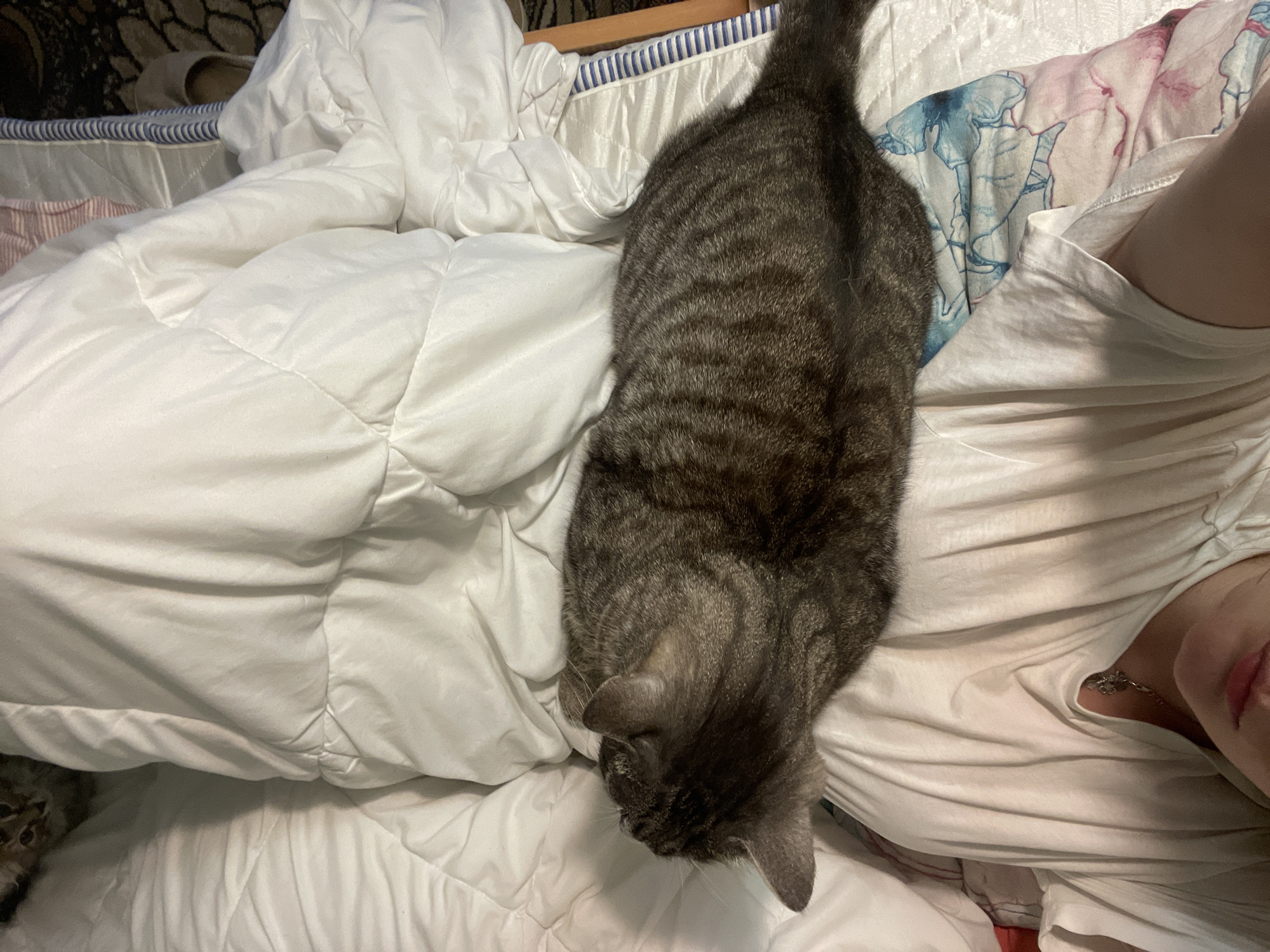 A tabby cat lies on a white comforter beside a person wearing a white t-shirt. The person's face is partially visible, with pink lips and a glimpse of an eye. A necklace is worn around the person's neck. The background shows a patterned blanket and a white mattress with blue and white striped trim. The scene appears to be indoors, on a bed.