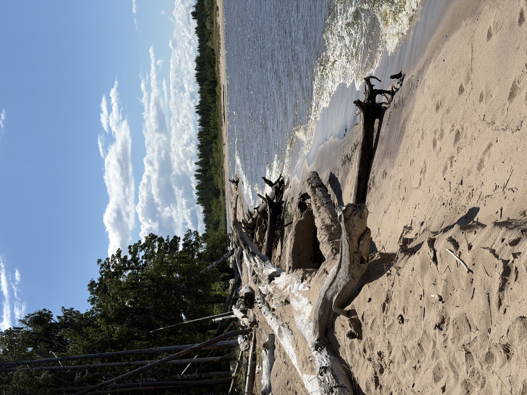 The image depicts a sandy beach with numerous pieces of driftwood scattered across it. The water is calm with small waves lapping at the shore, and the sky is blue with scattered clouds. The background features a line of trees. There are no people or animals visible in the scene. The location is not identifiable as Gauja, Latvia, based on the provided image.