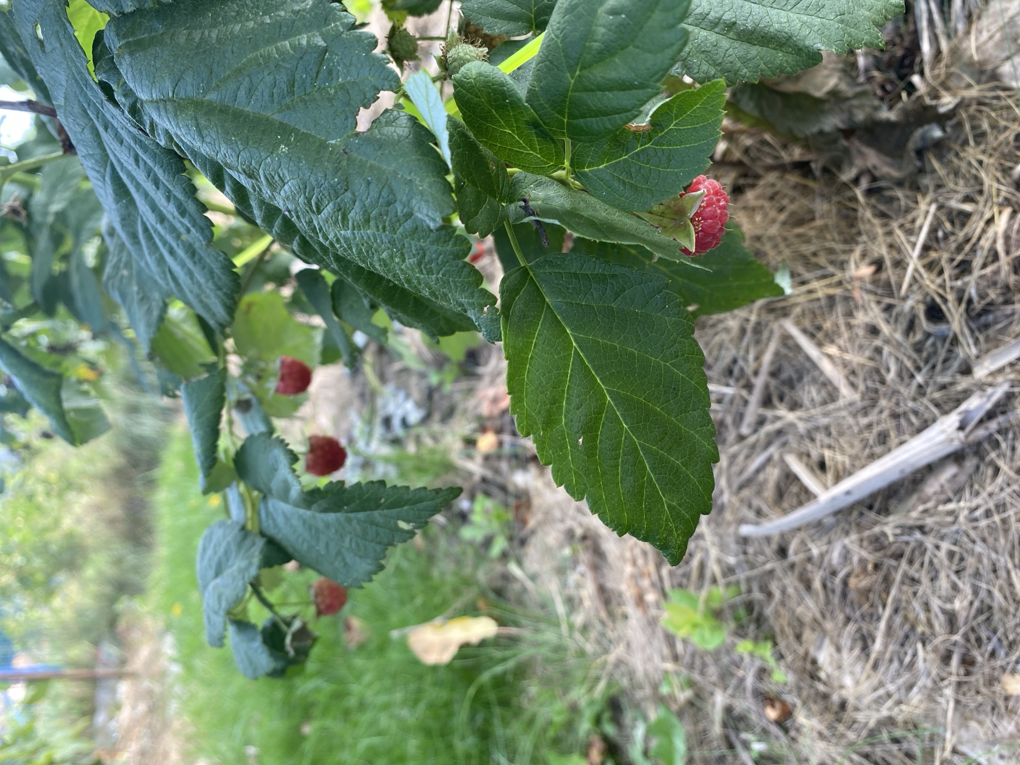 A close-up shot shows ripe raspberries hanging from a plant. The raspberries are red and have a bumpy texture. The leaves of the plant are green and serrated. The background is blurred and shows a grassy area with some dry leaves and twigs on the ground. The scene appears to be in a garden or natural setting.