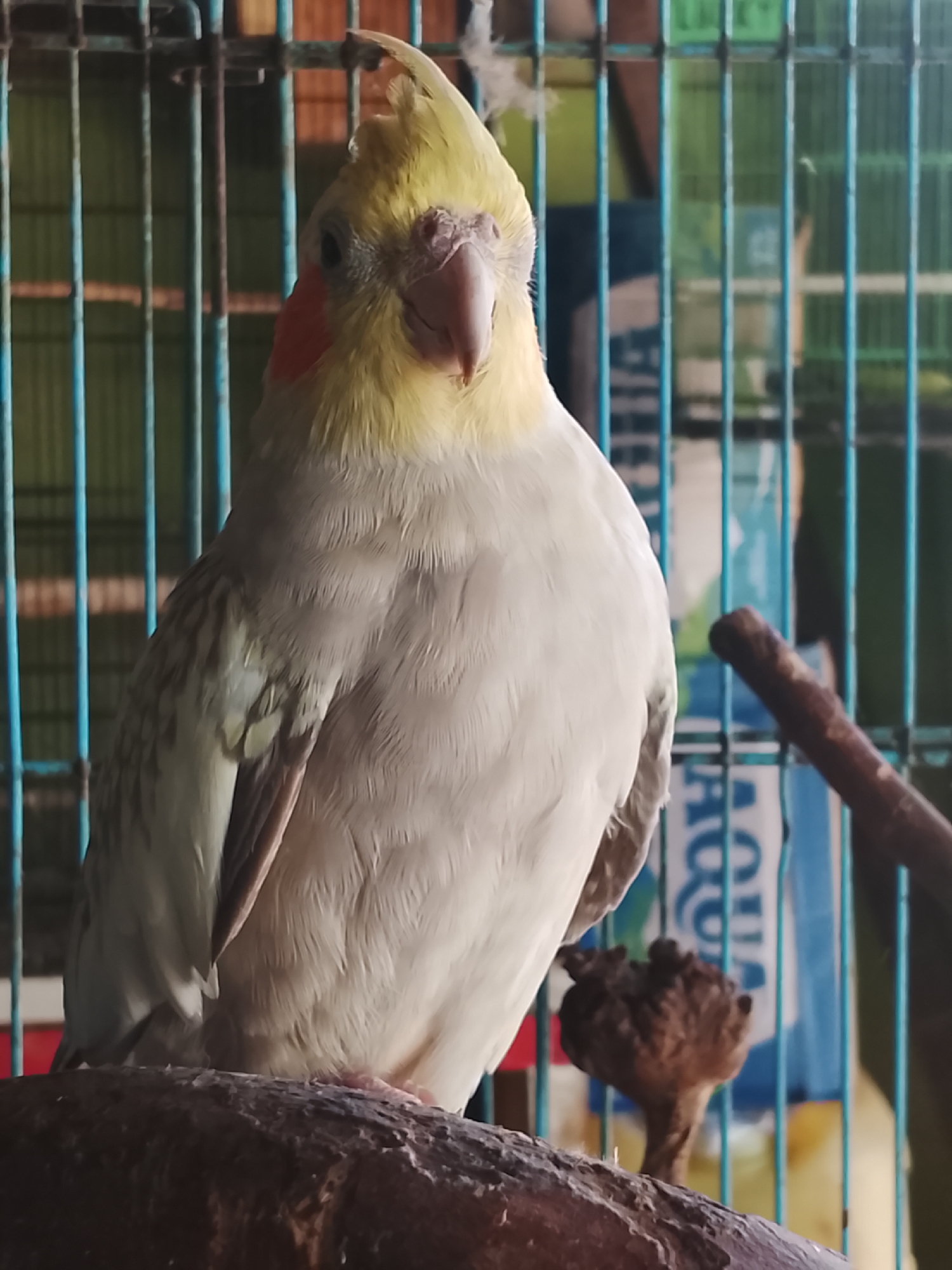 A light-colored cockatiel with a yellow crest and orange cheek patches sits on a perch inside a cage. The bird is facing the camera, with its head slightly tilted. The cage bars are blue. In the background, a blue and white sign is visible, along with yellow and green blurs. The image appears to be taken in Kuta Trieng, Indonesia.