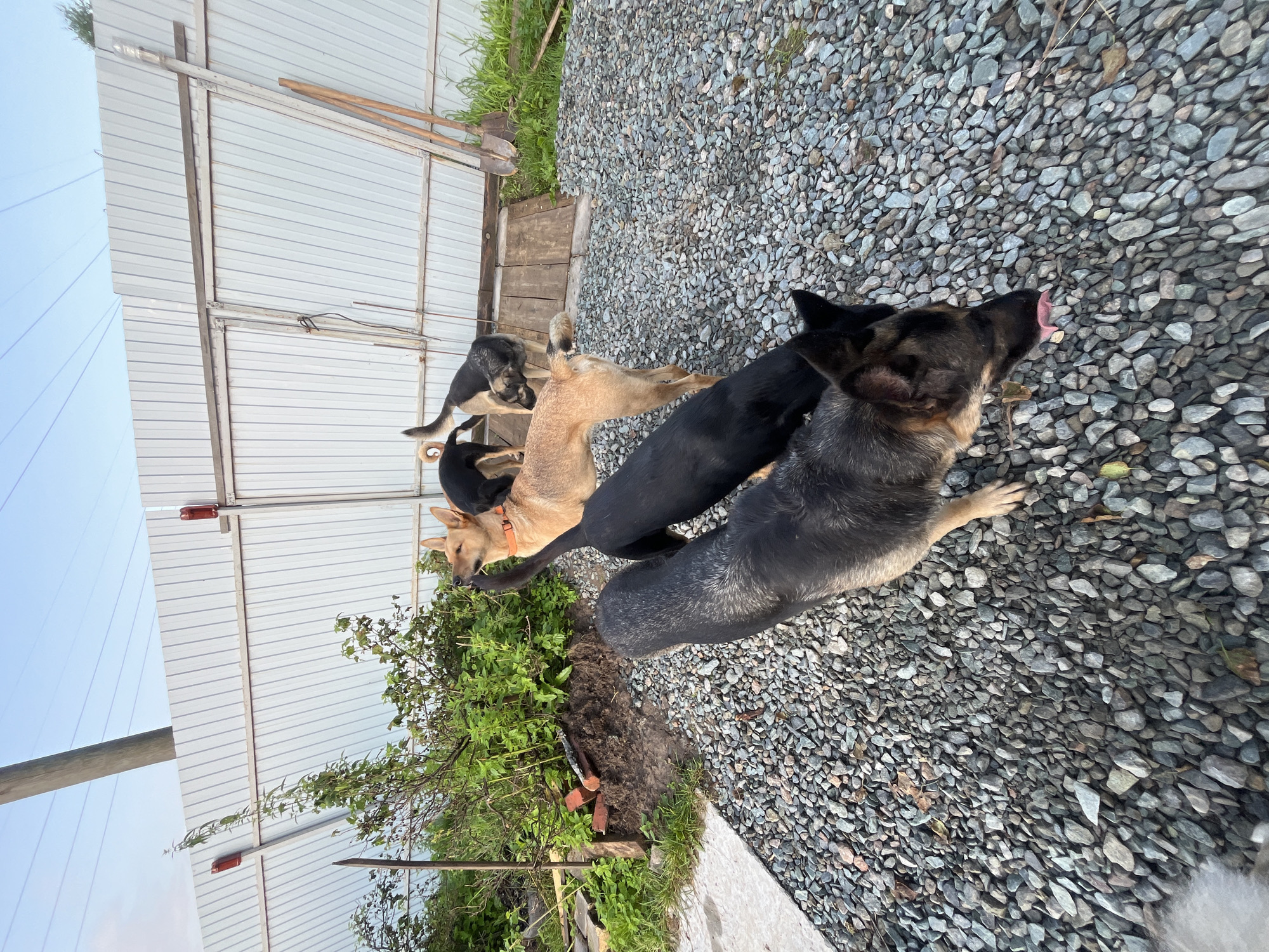 The image shows five dogs in an outdoor area with a gravel ground. A light-colored corrugated metal fence runs along the background, with some vegetation and a wooden structure visible near it. A utility pole stands to the left of the fence. The dogs appear to be a mix of breeds and colors, including German Shepherd and tan-colored dogs. One dog in the foreground is licking its tongue. The setting suggests a yard or an industrial area. There are no people or indications of the specific location within Nizhny Tagil, Russia.