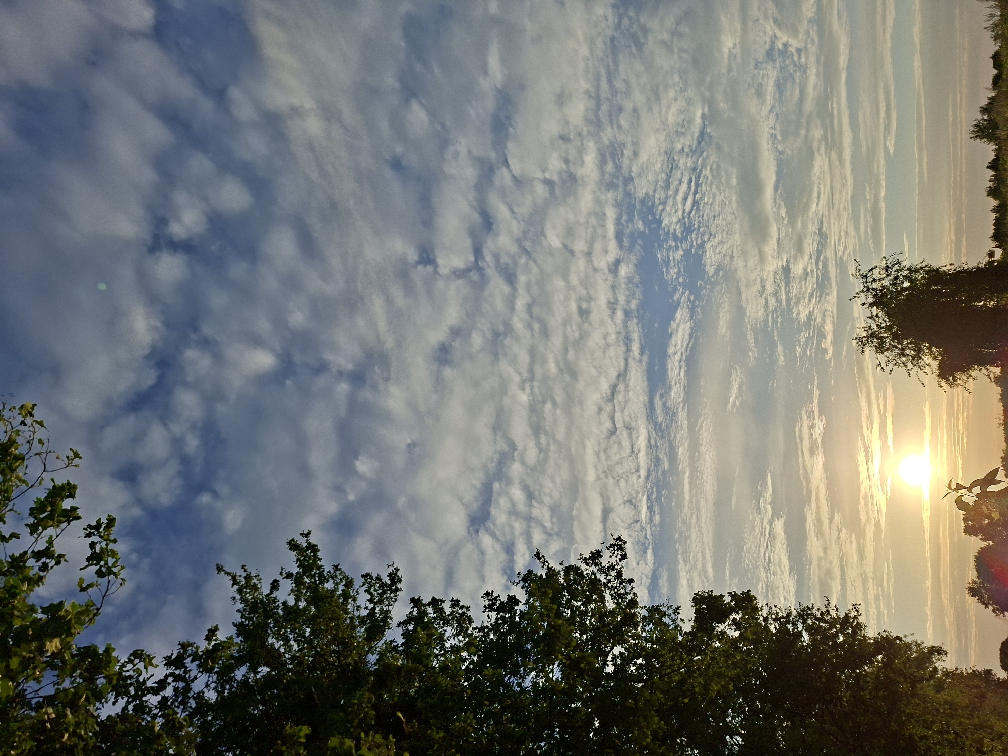 This is a vertical, medium shot of a sunrise over a landscape in Schönefeld, Germany. A large, dark green tree with a dense canopy dominates the left side of the frame, its branches reaching towards the top. The sky is a light blue, filled with a dense pattern of small, wispy white clouds that form horizontal bands. The sun, a bright, glowing orb, is positioned low in the sky towards the center of the frame, casting a warm, golden light that illuminates the lower portion of the sky and creates a hazy horizon. Silhouetted against the bright sky are several trees and shrubs, with a particularly prominent, feathery tree in the middle ground. The ground is not clearly visible due to the angle and the presence of vegetation. The overall scene depicts a serene morning landscape.
