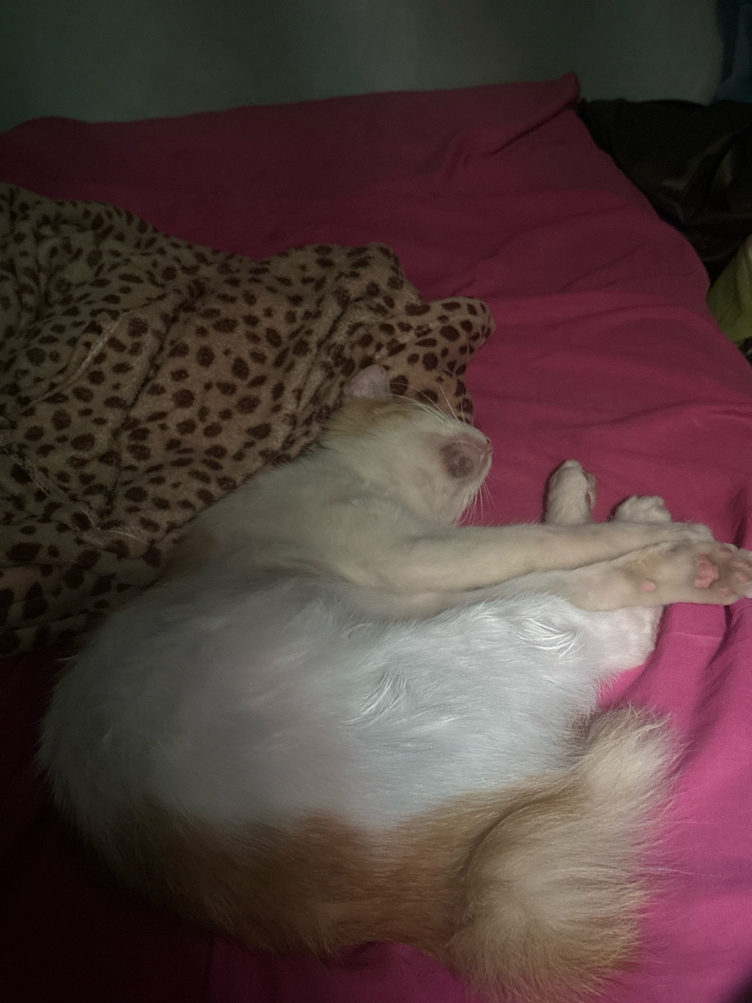 A white and ginger cat is sleeping on a pink bed. The cat is curled up on its side, with its front paws crossed over its chest. A leopard print blanket is visible behind the cat. The scene appears to be indoors, likely in a bedroom. The image does not contain any information about the city of Bandung City, Indonesia.