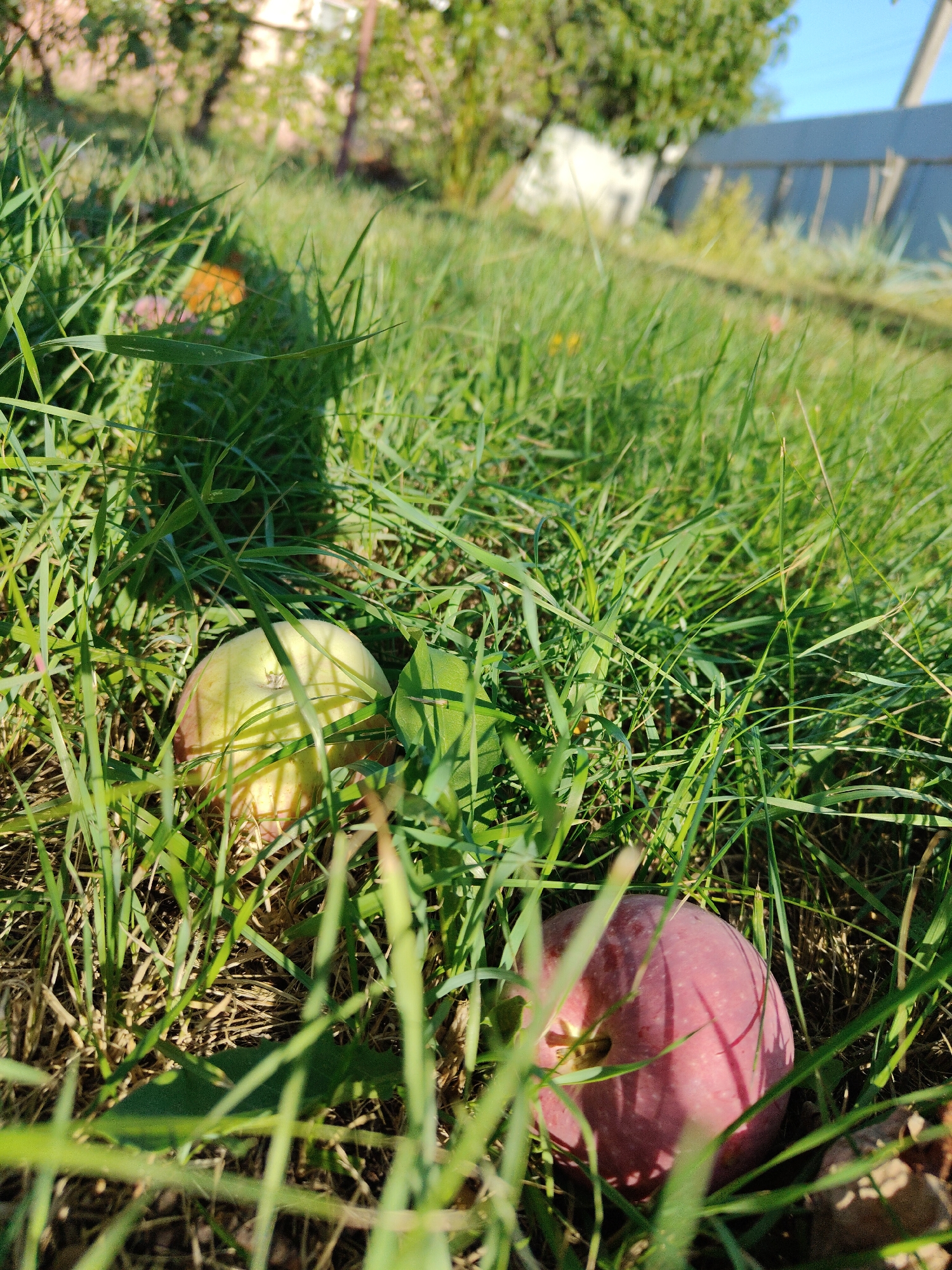In a backyard in Cherkasy, Ukraine, two apples lie nestled in lush green grass. One apple, predominantly yellow with a blush of red, rests near the center left of the frame. To its right, a second apple, a deep crimson, is partially obscured by blades of grass. The background is a soft blur of green foliage and sunlight, suggesting a warm, sunny day.