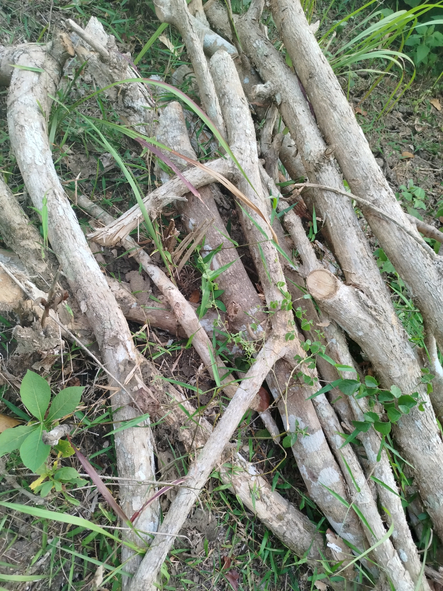 A pile of dry, light-colored branches lies on the ground in Widoro, Indonesia. The branches vary in thickness and are intertwined with each other. Some have green leaves growing on them, while others are bare. The ground is covered with grass and dirt. The overall scene suggests a natural outdoor environment.