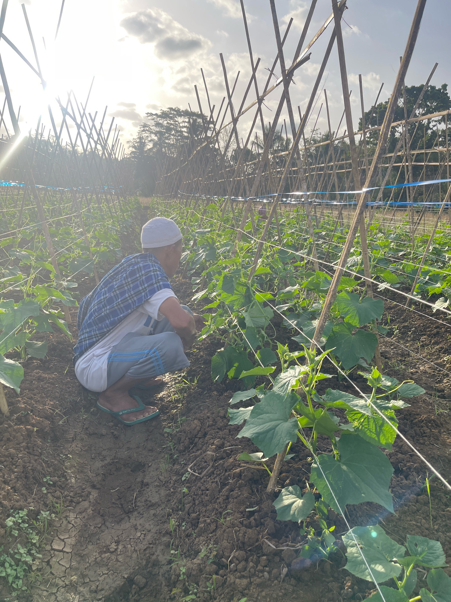In Datarnangka, Indonesia, a person wearing a white skullcap, a blue and white plaid shirt over a white t-shirt, and gray pants with blue stripes, squats in a field. The person is tending to a cucumber trellis, which is constructed of bamboo poles and string. The cucumber plants are small and have large, green leaves. The sun is shining brightly, casting long shadows across the field. The soil is dark and appears to be fertile. The field is surrounded by trees and vegetation, suggesting a rural setting.