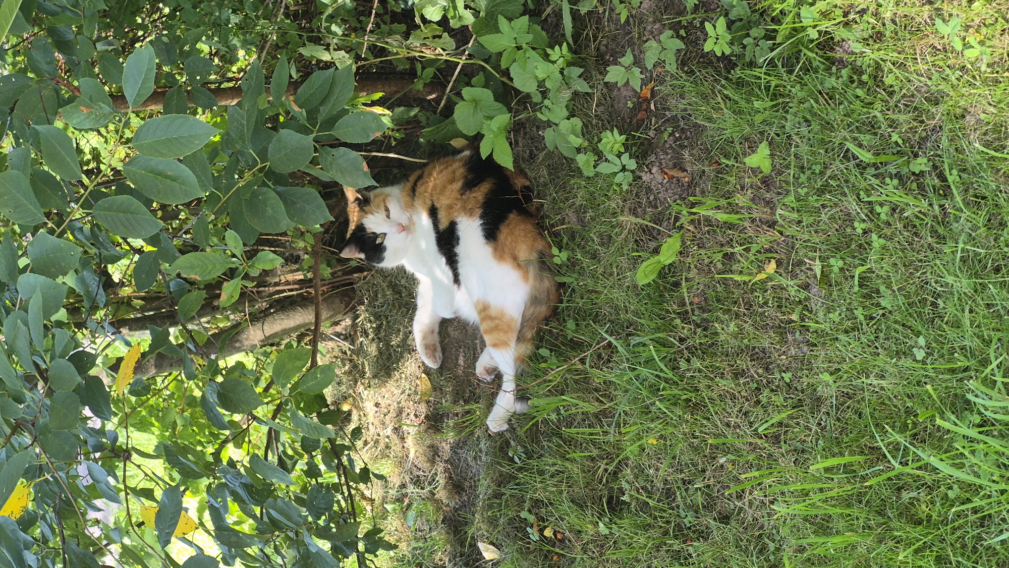 A calico cat is lying on its side in the shade of a tree with green leaves. The cat's fur is a mix of white, black, and orange. Its eyes are partially closed, and its head is turned slightly towards the camera. The cat is lying on a patch of grass and dirt. The background consists of the tree's trunk and branches, with more green foliage. There is no visible indication of the city of Krauja, Latvia in this image.