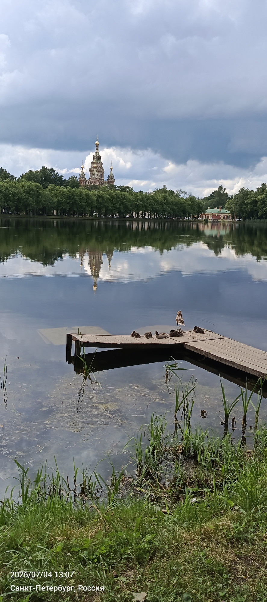 The image shows a body of water with a wooden pier jutting out into it. On the pier, there are several ducks, with one adult duck standing and others resting. In the background, across the water, is a line of lush green trees, and behind them, a multi-domed church with golden spires and a red and white building are visible. The sky is cloudy. The bottom of the image contains a timestamp and location: "2026/07/04 13:07 Санкт-Петербург, Россия" which translates to "2026/07/04 13:07 Saint Petersburg, Russia". This scene is located in Peterhof, Russia, likely within the grounds of the Peterhof Palace, which features similar architecture and water features. The water's surface reflects the sky and the structures across it. The foreground shows grass and some reeds growing near the water's edge.