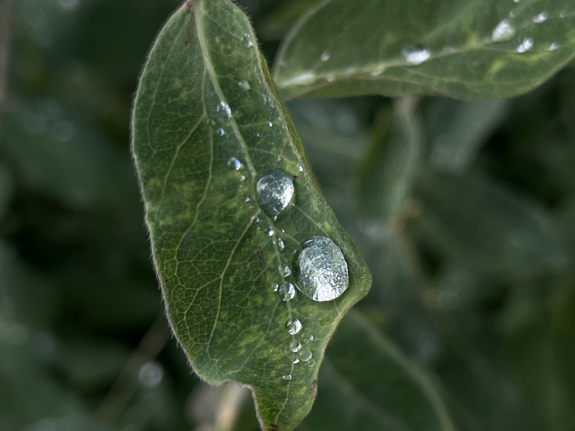 A close-up, eye-level, outdoor, full shot photograph captures a detailed view of a green leaf adorned with water droplets. The leaf is positioned slightly off-center to the left, with its textured surface and intricate vein patterns clearly visible. The edge of the leaf is slightly serrated and has a fine, fuzzy texture.
Several water droplets of varying sizes are scattered across the leaf. The largest droplet is in the lower left quadrant of the leaf, appearing almost crystalline and reflecting the surrounding environment. Smaller droplets are arranged in a line extending towards the right edge of the leaf, with some appearing as perfect spheres and others as elongated beads. The background is softly blurred, dominated by dark green foliage, suggesting a natural, leafy environment. The lighting appears diffused, possibly indicating an overcast day or shade.
The image does not contain any people, actions, or interactions. The location is not specified beyond being an outdoor, natural setting.