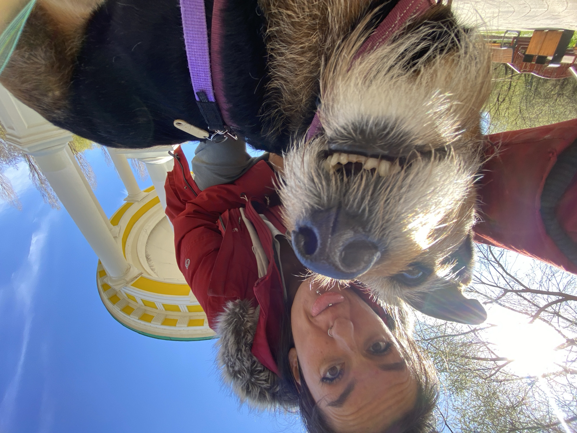A selfie taken from a low angle in what appears to be a park in Moscow, Russia. The sky is a bright blue with a few wispy clouds. The main subject is a woman wearing a red, fur-lined jacket, and a dog with wiry fur. The dog is held above the woman, its mouth open, showing its teeth. The woman's face is close to the camera, and she is sticking her tongue out. The dog is wearing a purple harness.
In the background, there is a partially visible gazebo-like structure with white columns and a yellow and white patterned roof. Also in the background, there are bare trees and a patch of sunlight. Some park benches can be seen. The photo is taken on a sunny day.