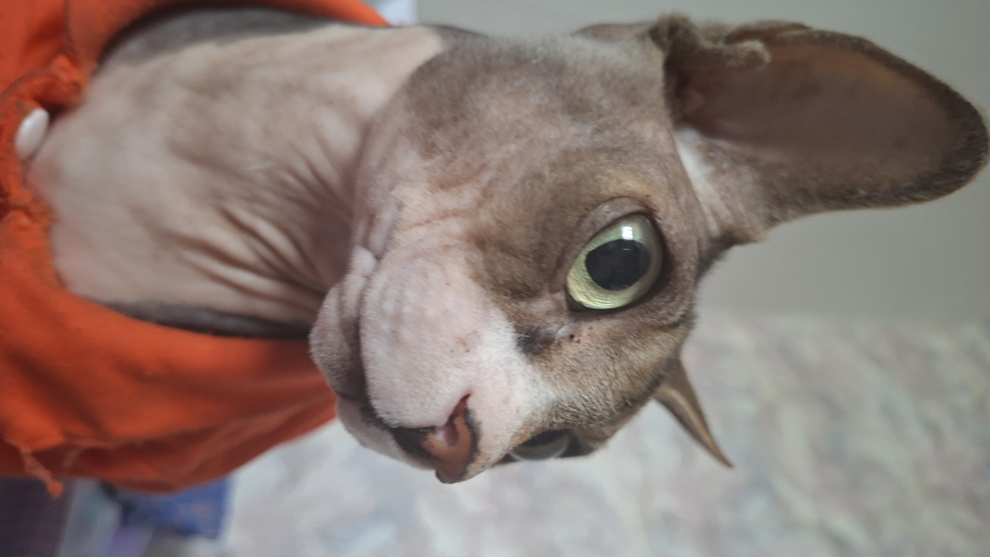 A close-up vertical shot depicts a Sphynx cat wearing an orange garment, captured in Забалоцкі сельскі Савет, Belarus. The cat's left side of its face is prominent, with its head turned slightly to the right, and its gaze directed towards the upper right quadrant of the frame. Its large, hairless ear on the left is fully visible, erect and pointed. The skin is a mottled tan and brown, exhibiting characteristic wrinkles and folds, particularly around the neck and cheeks. The cat's eyes are large and round with light green irises and distinct black pupils. Above its right eye, a pointed ear tip or skin fold protrudes upwards, creating a horn-like silhouette against the blurred background. The cat's muzzle is a lighter pinkish-tan, with a small, pink nose. A visible seam and a white button or fastener are present on the orange fabric covering the cat's chest. The background is soft-focused, showing light-colored wall or patterned wallpaper.