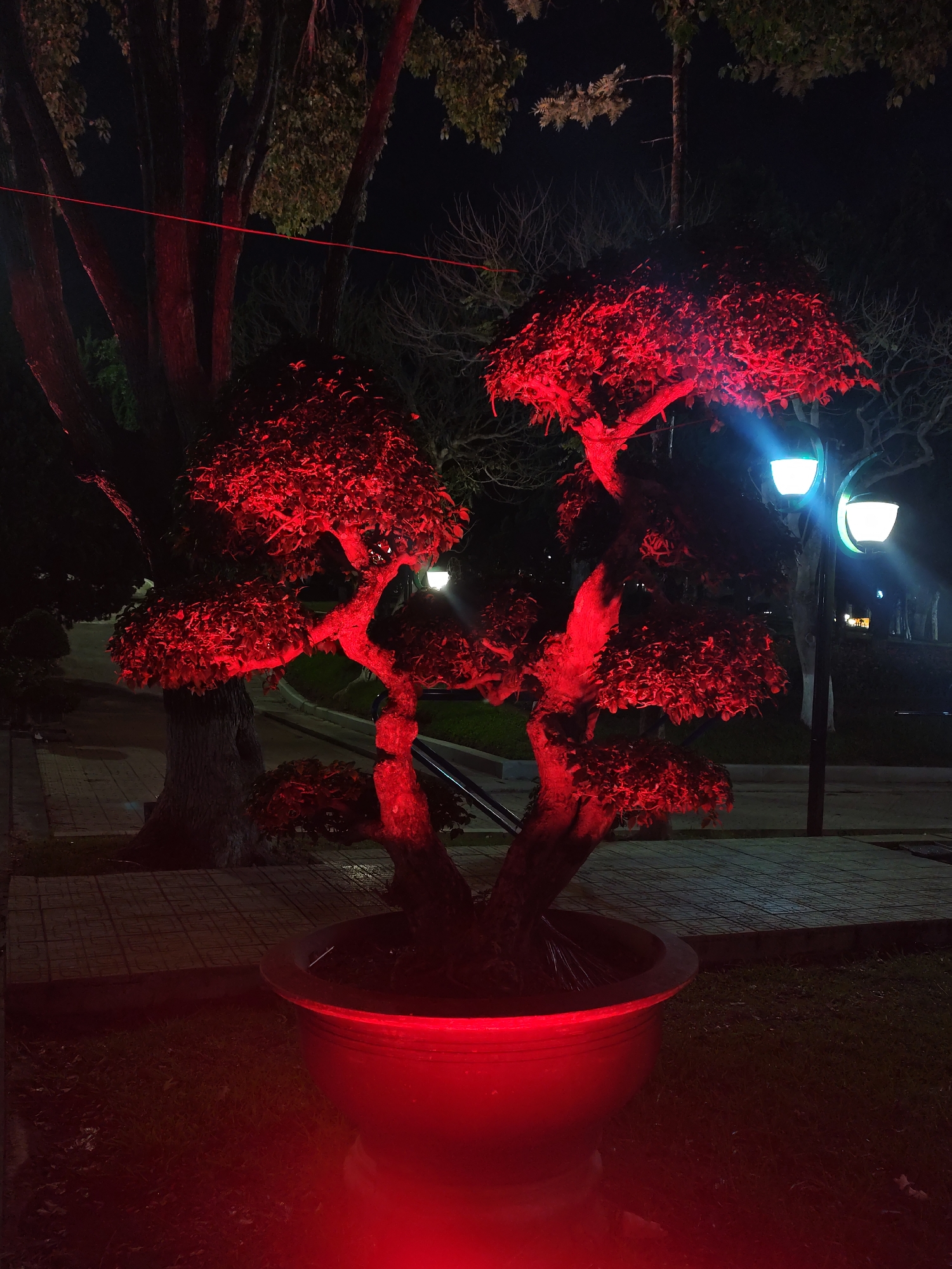 The image captures a night scene in Da Lat, Vietnam, featuring a potted bonsai tree illuminated with red light. The tree is centrally positioned, its red leaves and branches starkly contrasting with the dark background. The red light also reflects off the large pot the tree is planted in, creating a vibrant glow. Behind the bonsai, a dimly lit park setting can be observed, with trees and lamp posts visible in the background. The lamp posts emit a soft, white light, providing a secondary light source that contrasts with the red light bathing the bonsai. The ground is paved with light colored tiles in the distance and is covered with grass in the foreground. The image gives the impression of a tranquil, well-maintained outdoor space.